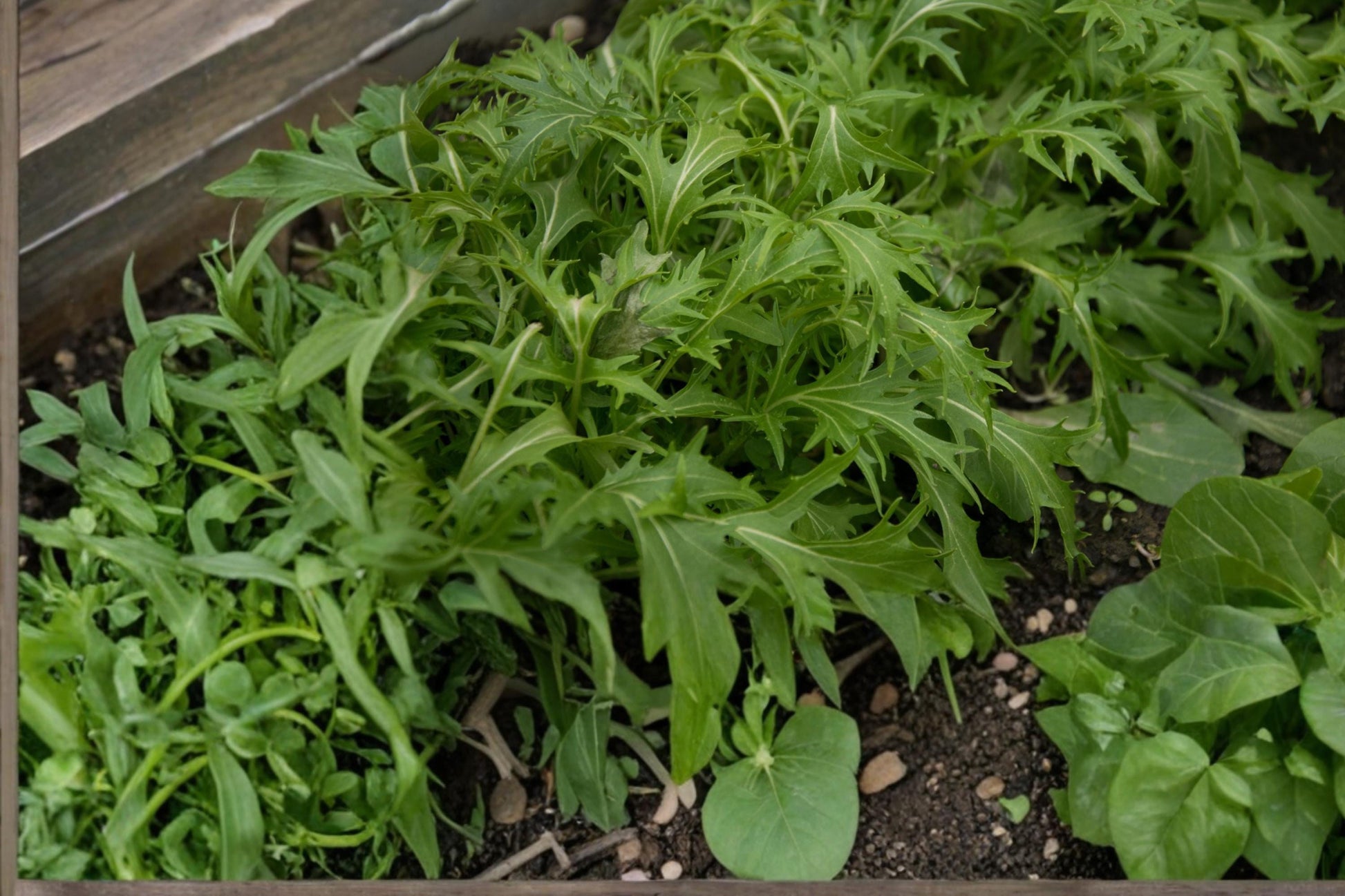 Mizuna Seeds – Brassica rapa Leafy Green for Salad, Cool Season Vegetable, Fast-Growing Edible Greens