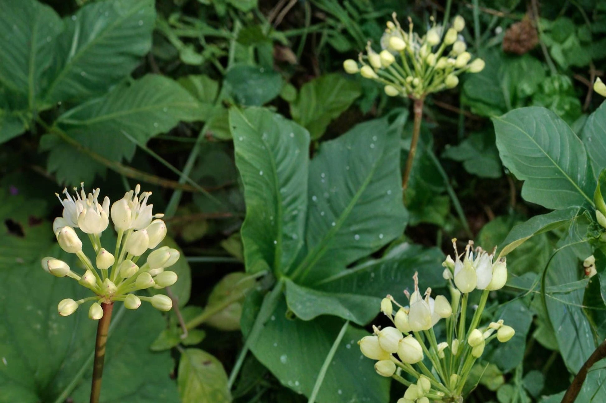 Wild Leek Seeds – Allium tricoccum, Edible Perennial Herb for Shade Gardens, Woodland, Moist Soil