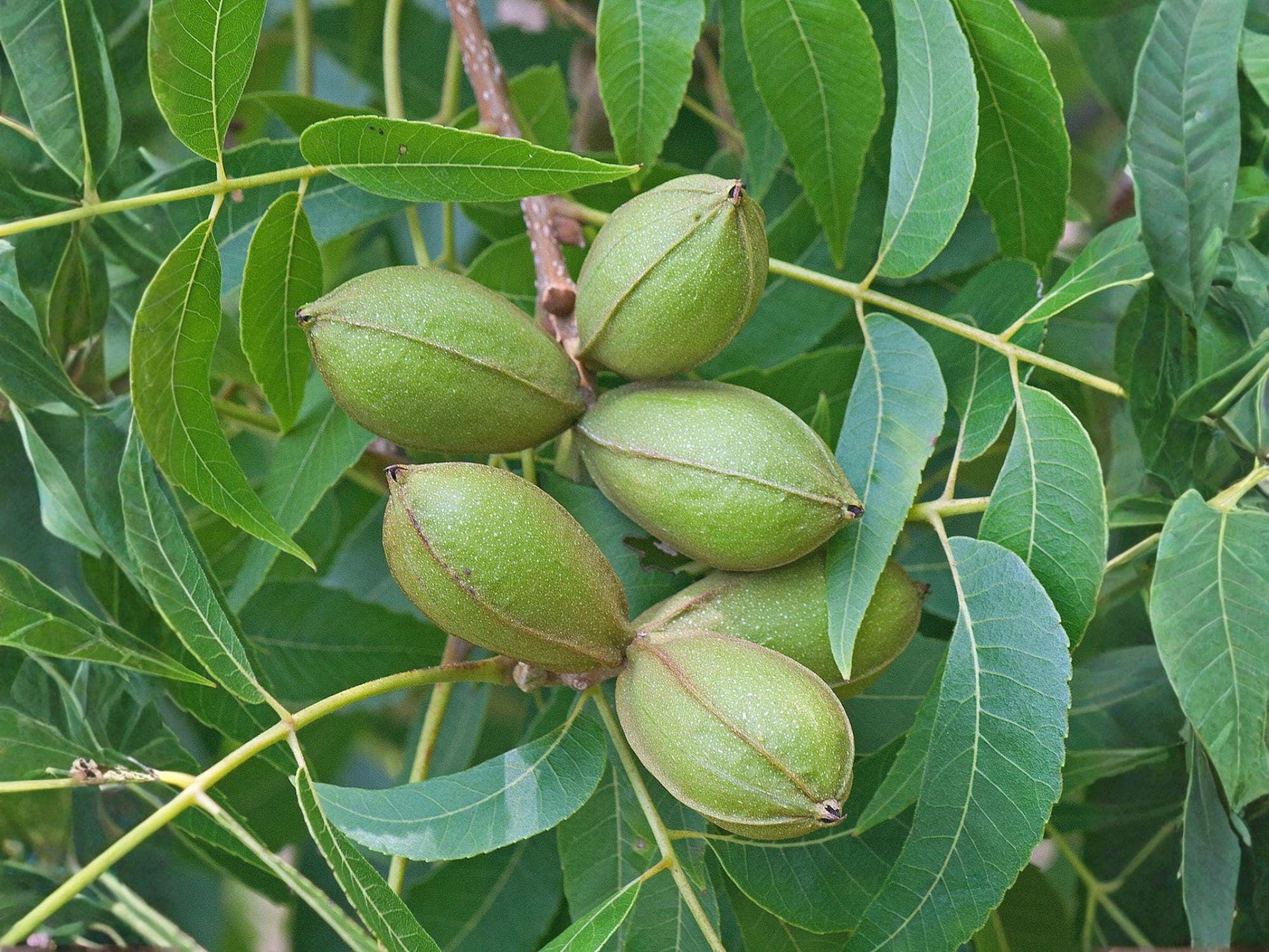 Stewart Pecan Nut Tree Live Saplings – Carya illinoinensis, Orchard & Food Forest Planting, Nut Tree, Deciduous, Full Sun