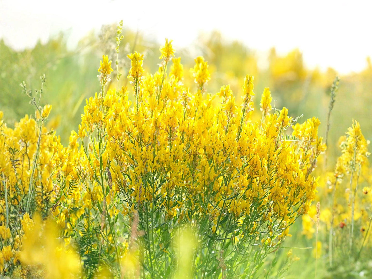 Yellow Sweet Clover Seeds | Melilotus Officinalis | Bright Yellow Flowers | Garden & Natural Landscaping | 100 Seeds