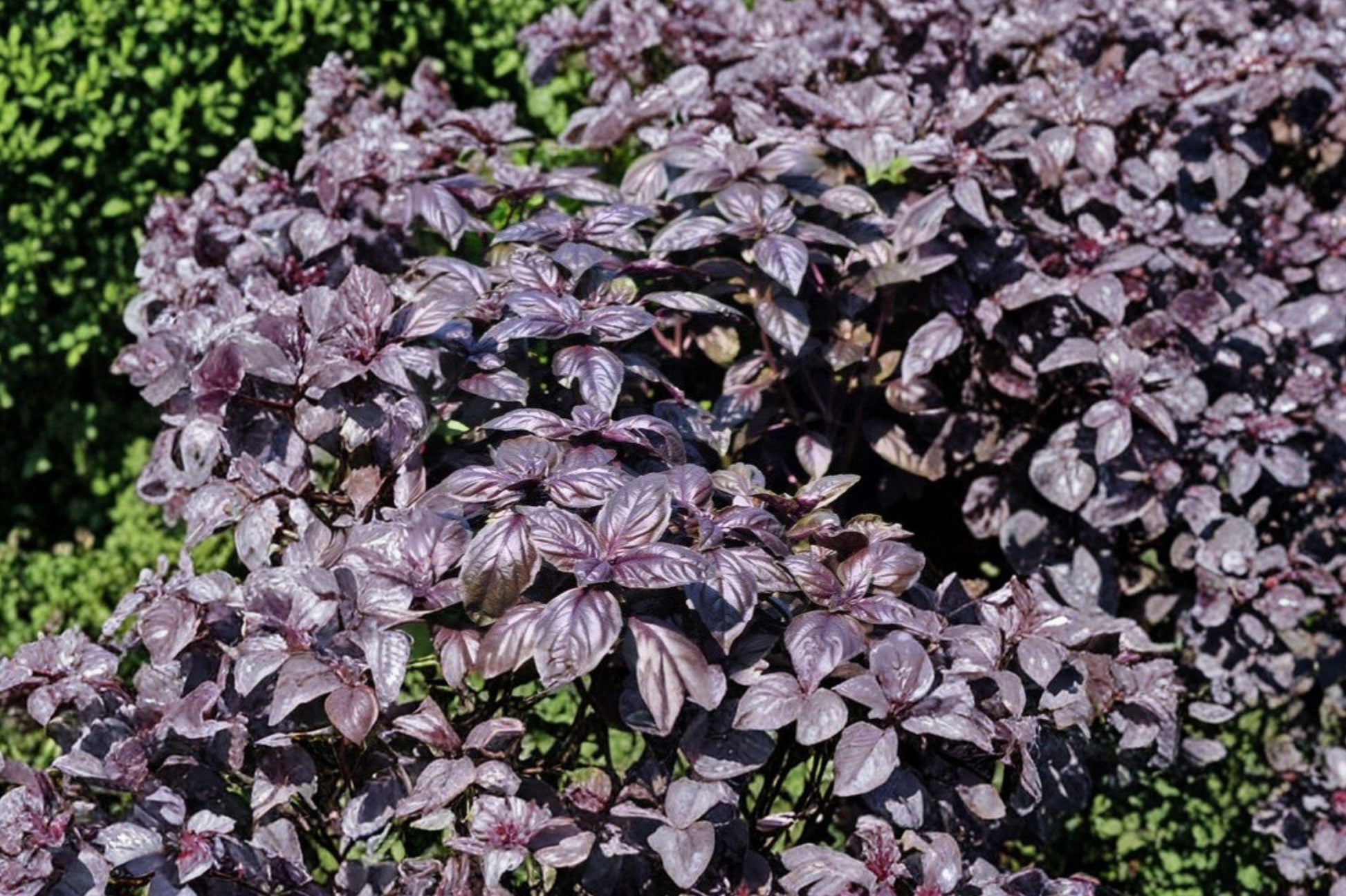 Dark Opal Basil Seeds, Organic Heirloom Culinary Herb, 500+ Seeds for Garden, Herb Garden, Container Planting
