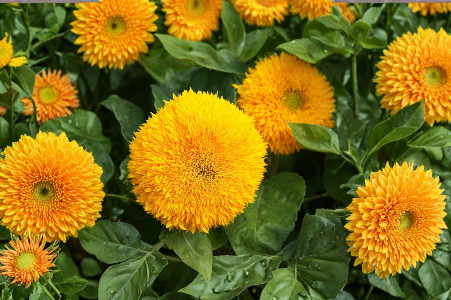 Double Dwarf Sunflower Seeds – Teddy Bear Sungold Fluffy Blooms, Compact Planting, 50+ Non-GMO Heirloom Seeds