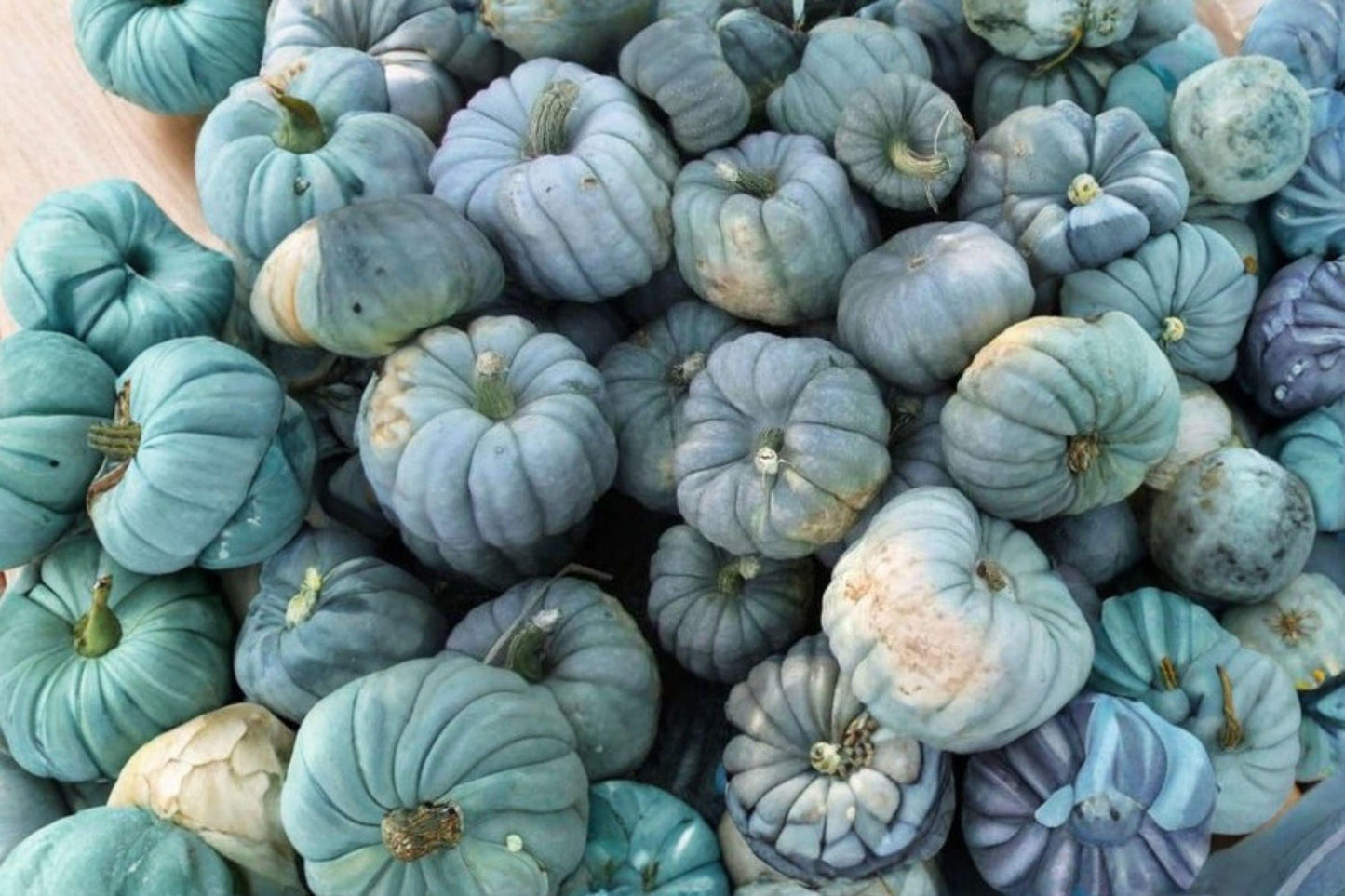 Jarrahdale Blue Pumpkin Seeds - Heirloom Non-GMO Storage Variety for Growing Blue-Gray Ribbed Pumpkins