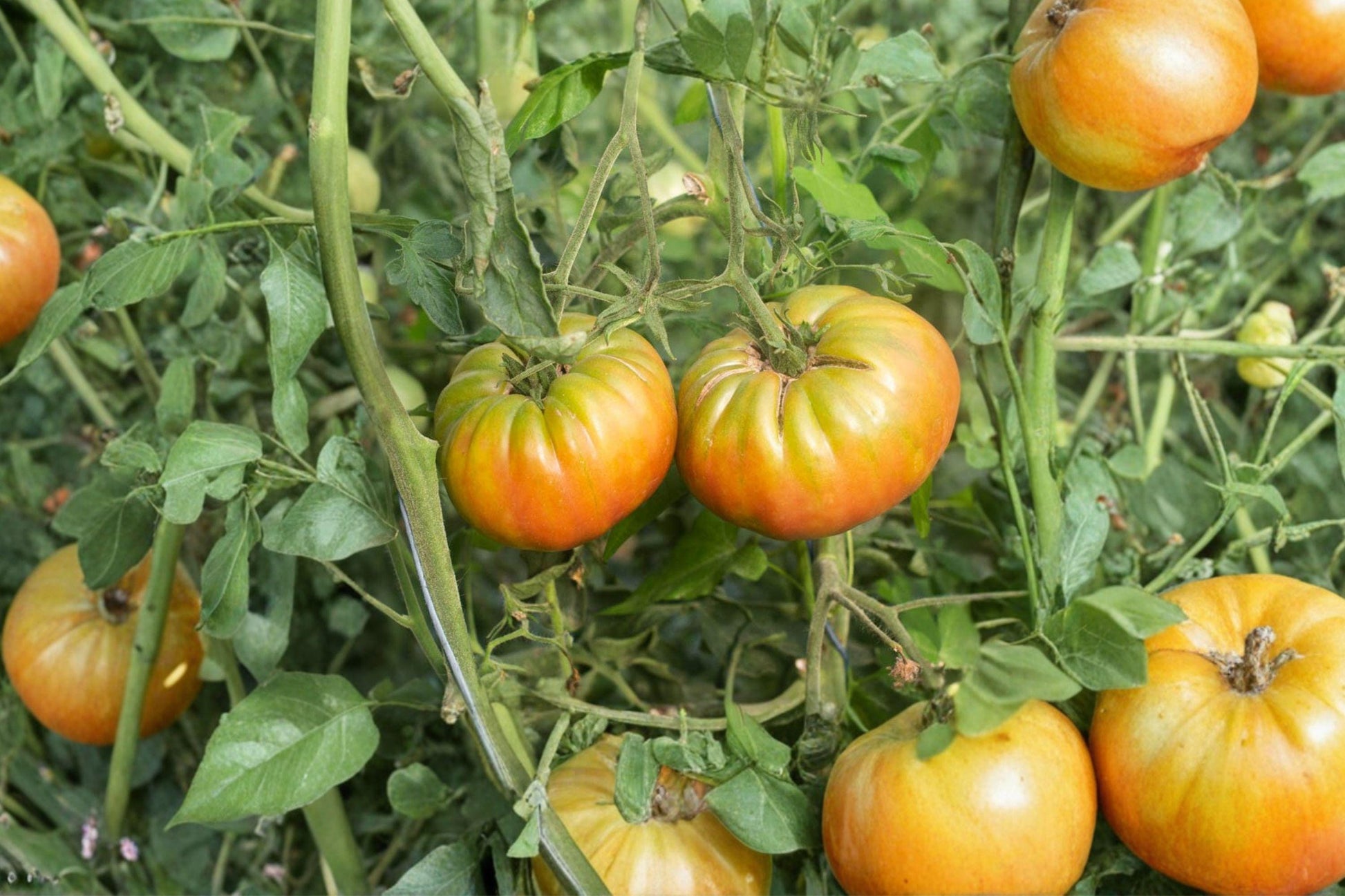 Ananas Noire Tomato Seeds - Rare Heirloom Large Bicolor Sweet Flavor Non-GMO Gourmet Gardening