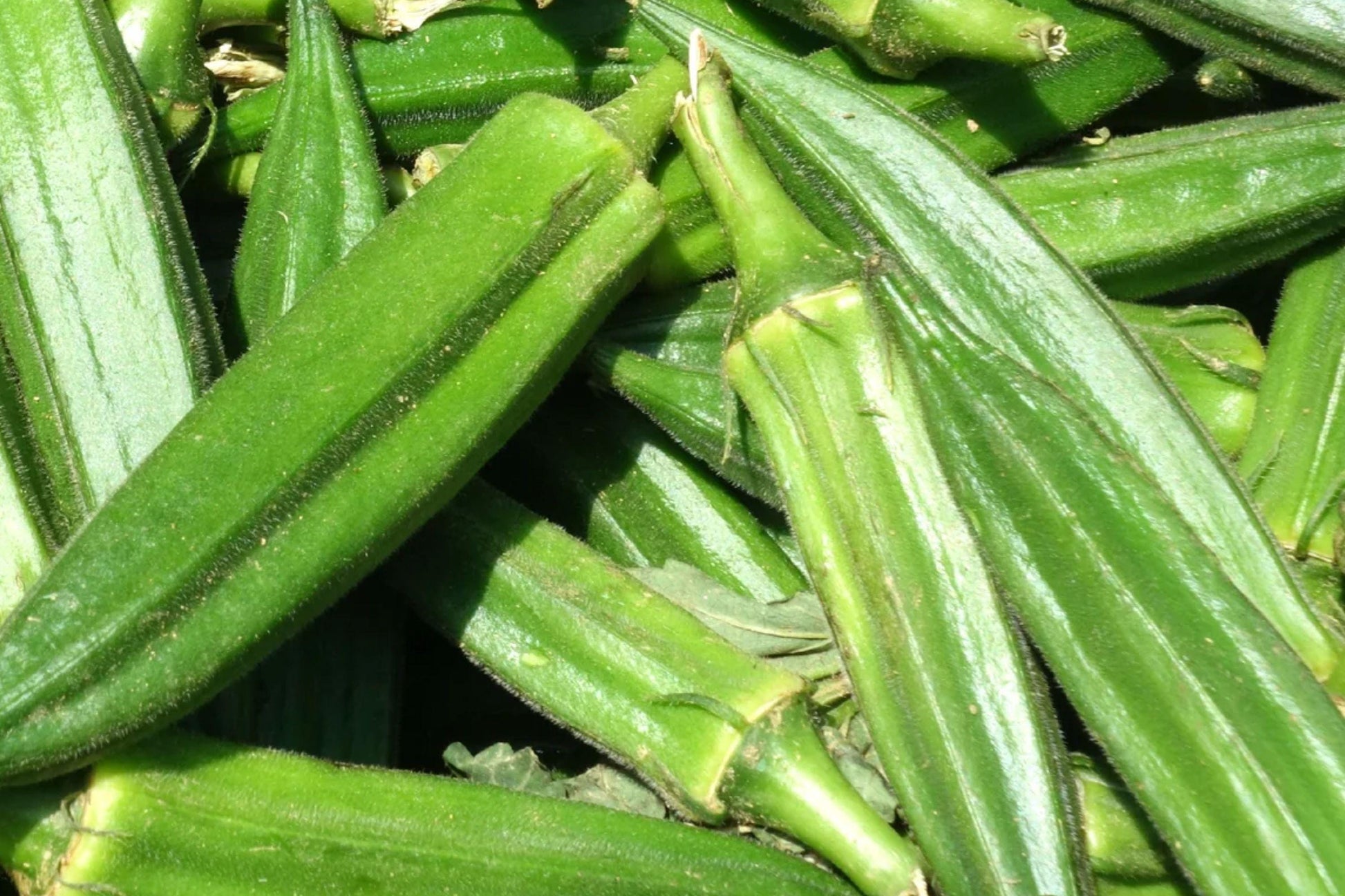 Clemson Spineless Okra Seeds - Heirloom Non-GMO Garden Vegetable, High Yield, Green Pods, 100+ Seeds