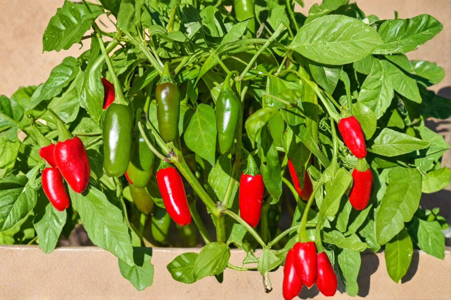 Early Jalapeno Pepper Seeds – Heirloom Non-GMO Medium Heat Chili Seeds for Garden, Container, and Raised Bed Planting