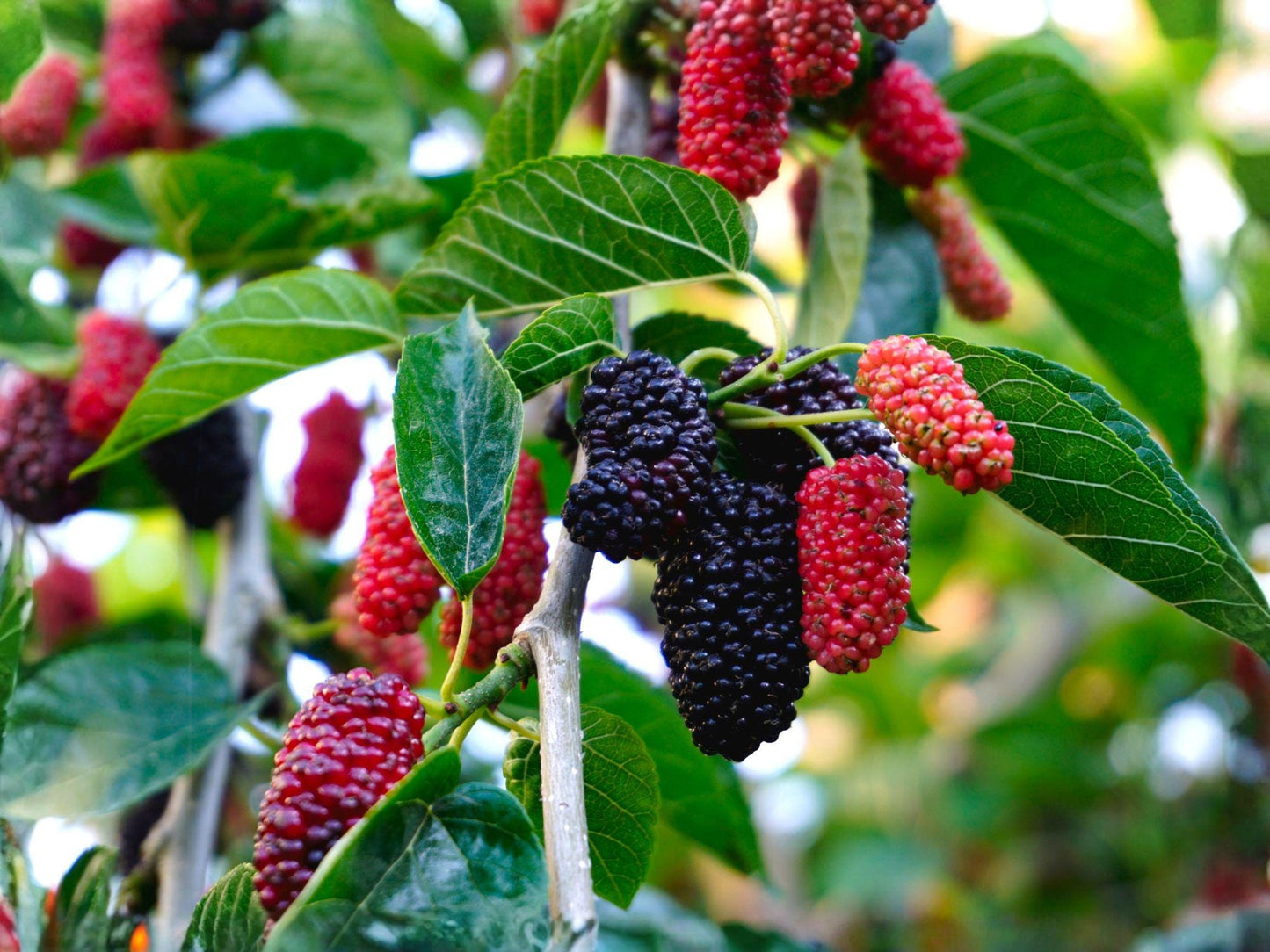 Red Mulberry Trees - 2 Saplings, Morus rubra, Native Fruit Tree for Edible Gardens & Wildlife Habitat