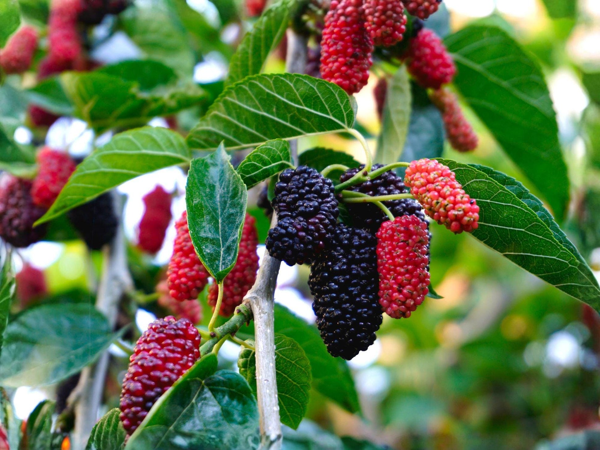 Red Mulberry Trees - 2 Saplings, Morus rubra, Native Fruit Tree for Edible Gardens & Wildlife Habitat