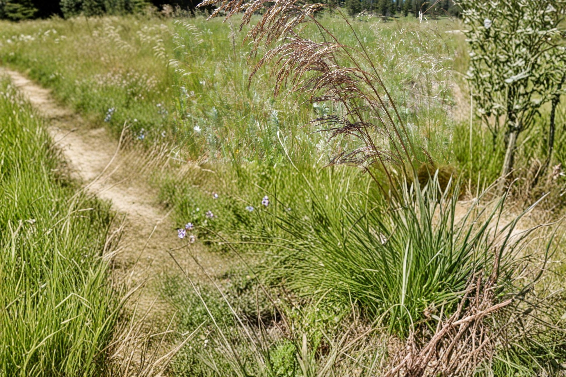 Tufted Hairgrass Seeds – Deschampsia cespitosa – Ornamental Perennial Grass for Meadows & Landscapes