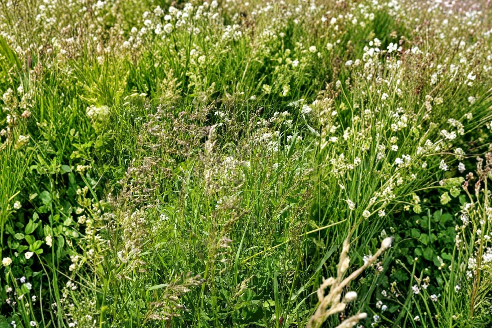 Kentucky Bluegrass Seeds – Poa pratensis – Fine-Textured Turf Grass for Lawns and Landscaping