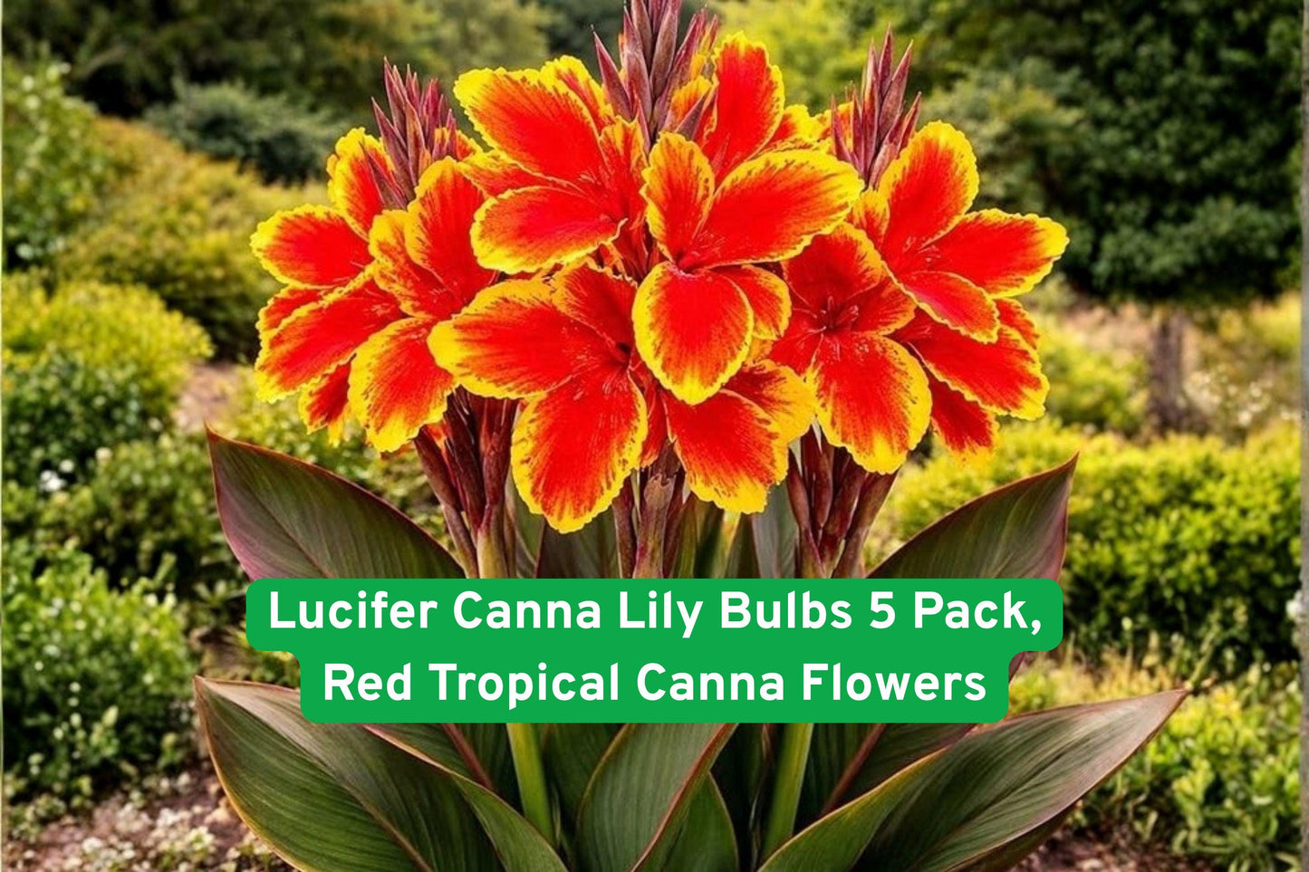 Lucifer Canna Lily Bulbs, Tropical Flower Bulbs, Red Canna Flowers, Garden Bulbs for Outdoors, Summer Blooming Plants, Tropical Landscaping Plants, Container Canna Bulbs, Bright Red Garden Flowers, Tall Flowering Plants, Easy Grow Canna, Garden Focal Point Plants, Summer Color Plants, Exotic Garden Flowers