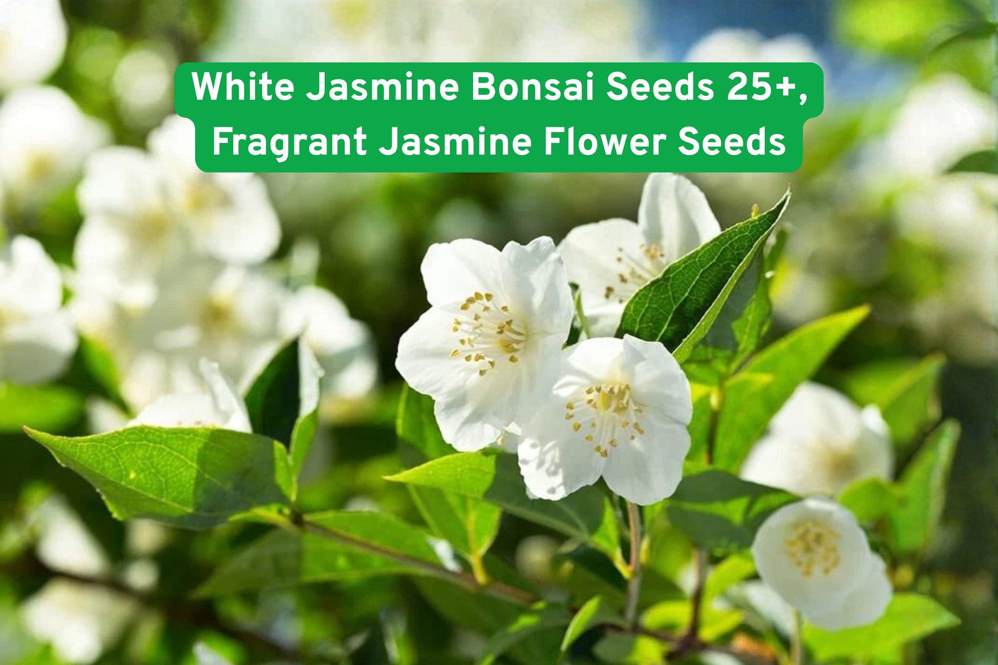 white jasmine seeds, fragrant bonsai plant, beginner bonsai seeds, flowering bonsai kit, white flower seeds, aromatic plant seeds, indoor bonsai starter, outdoor jasmine seeds, mini bonsai tree, DIY bonsai kit, scented flowering seeds, jasmine seed packets, easy grow jasmine