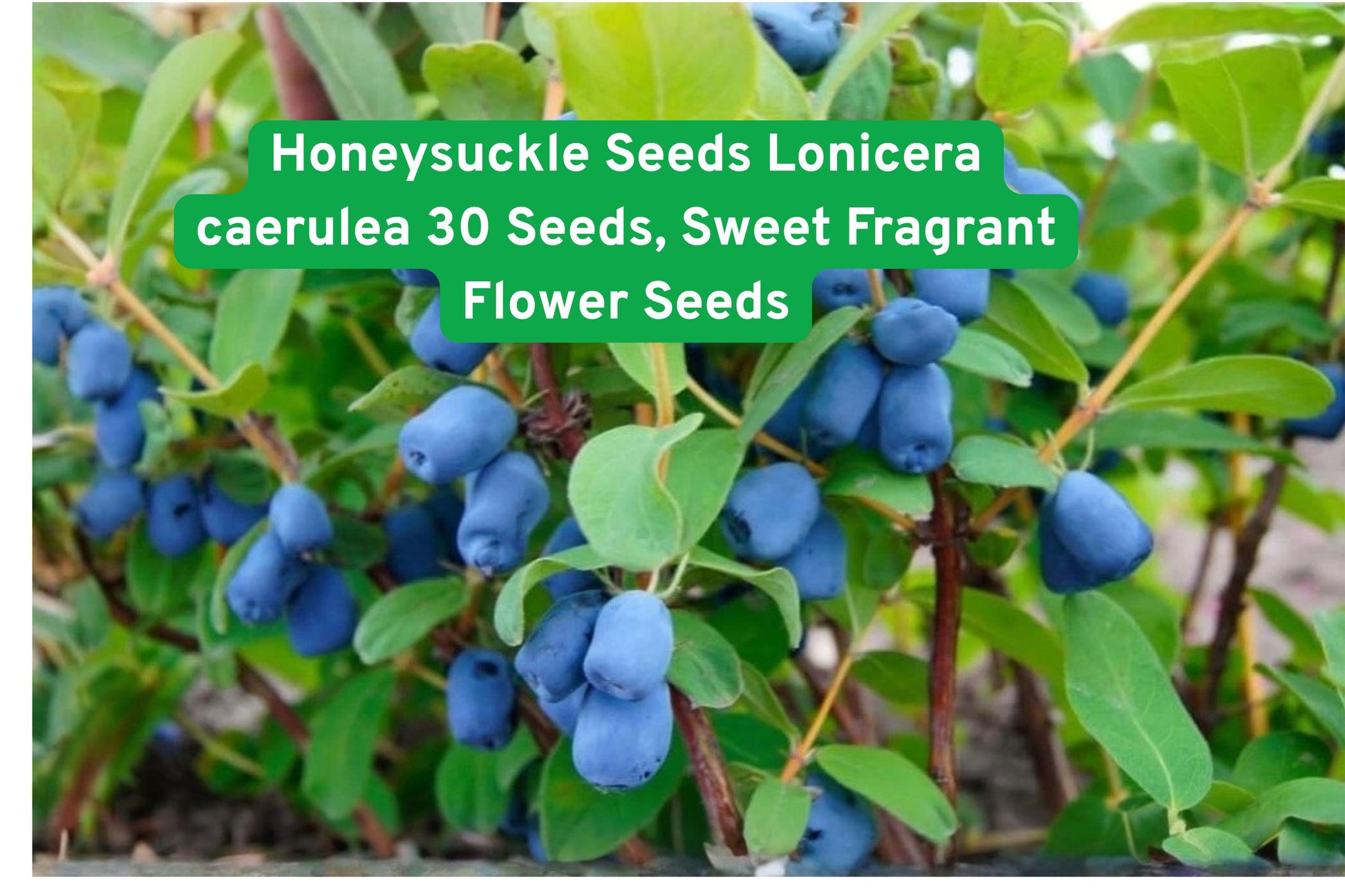 honeysuckle seeds, Lonicera caerulea, fragrant flower seeds, outdoor garden seeds, climbing vine seeds, blue flower seeds, pollinator attractor, cottage garden plants, flowering shrub seeds, landscape planting seeds, beginner gardening seeds, sweet scent flowers, garden border plants