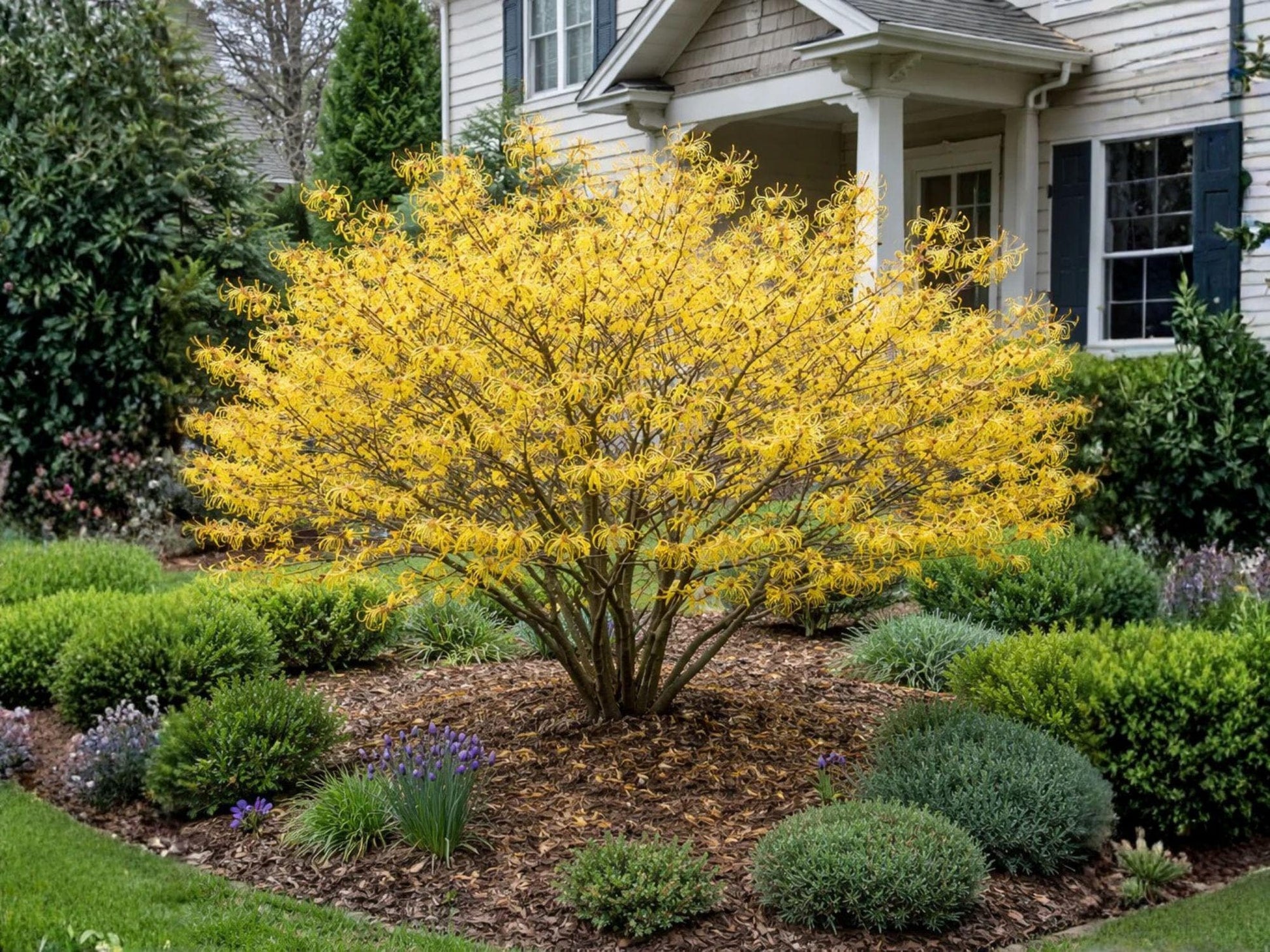 Live American Witch Hazel Shrub – Native Hamamelis virginiana with Fragrant Yellow Fall Flowers, Pollinator-Friendly Deciduous Plant, 2 Pack