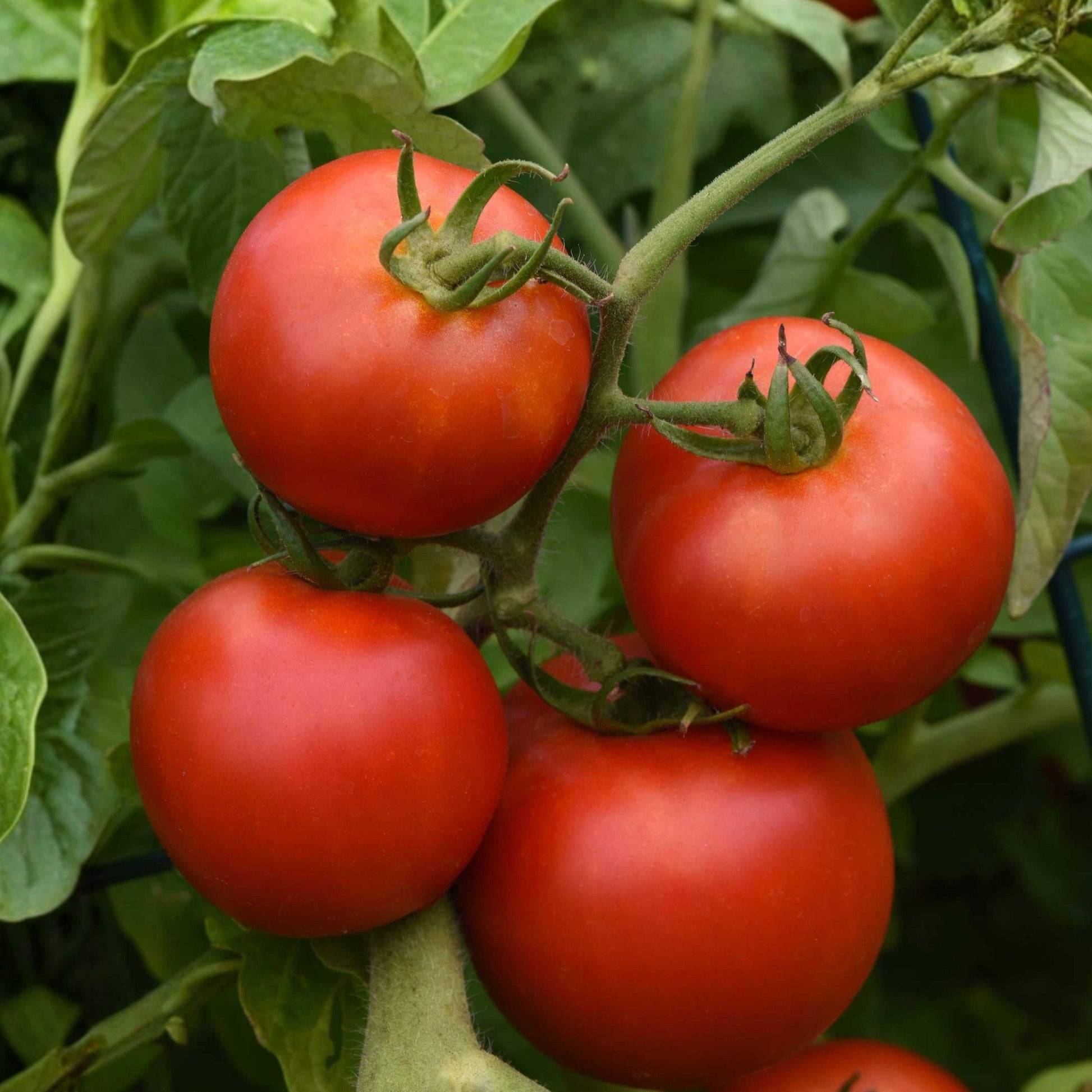 Bush Early Girl Hybrid Tomato Seeds – Compact 18-Inch Container Plant, Early Slicing Tomatoes, Solanum lycopersicum