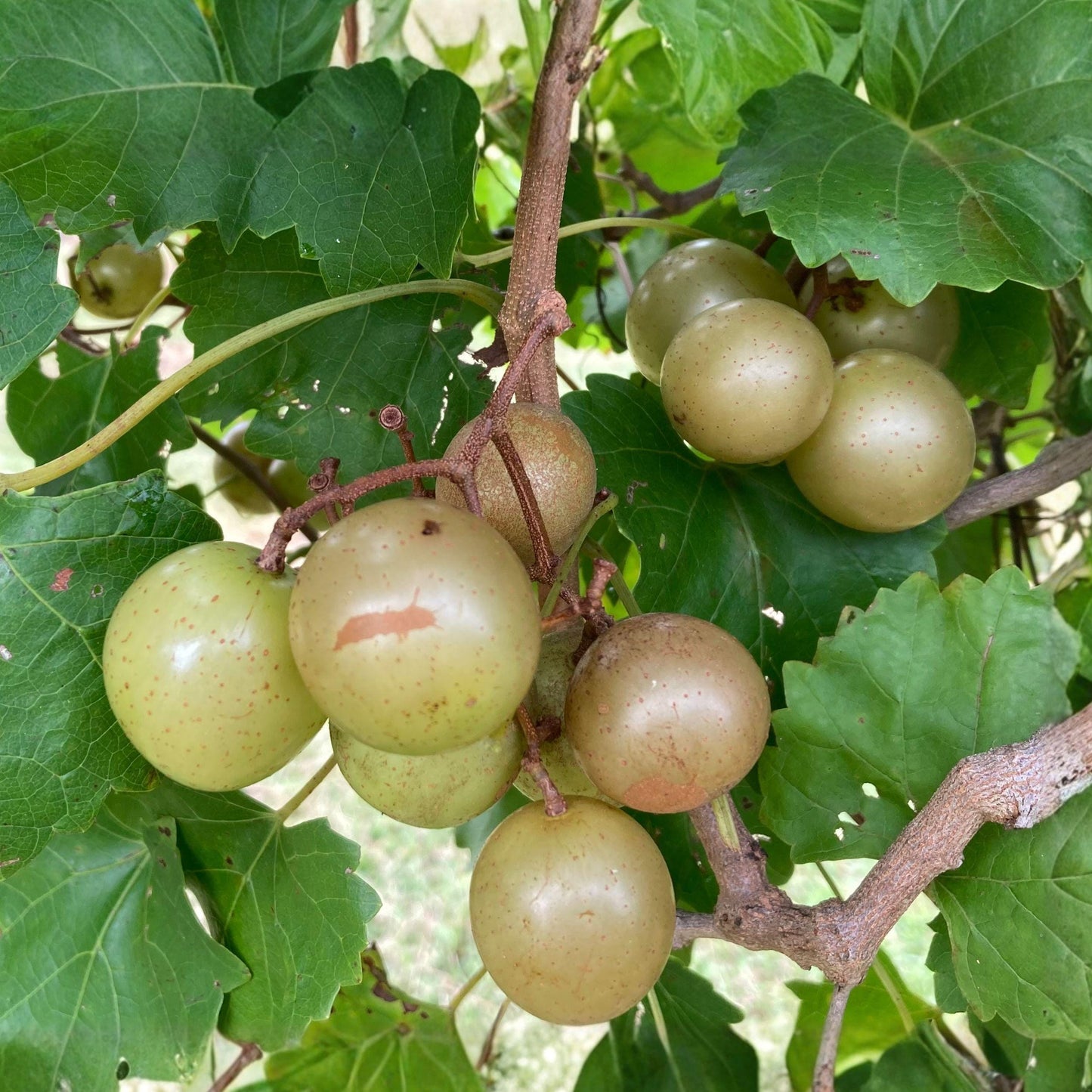 Muscadine & Scuppernong Grape Seeds – Wine Variety, Edible Fruit Vine, Vitis rotundifolia, 12 Seeds