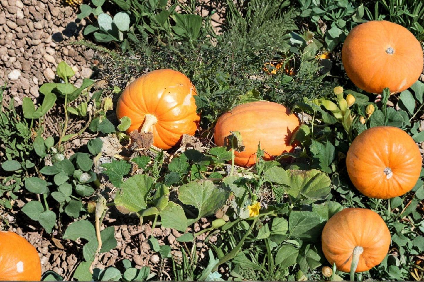 Big Max Pumpkin Seeds - Heirloom Giant Non-GMO High Yield Fall Garden Variety