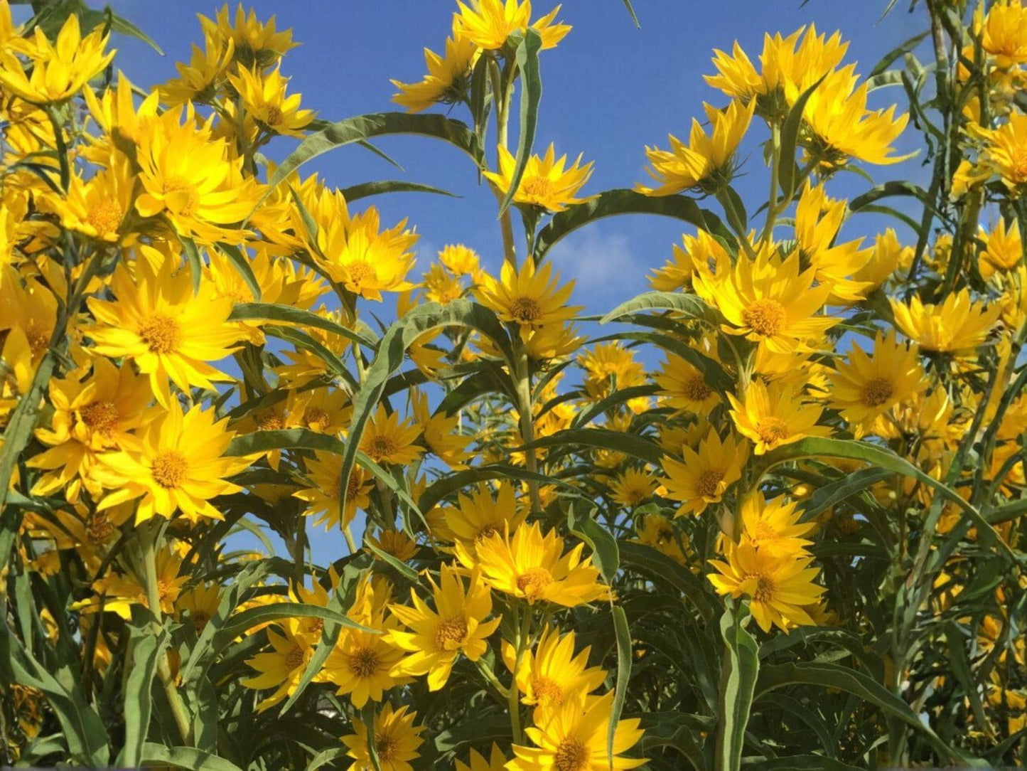 Maximilian Sunflower Seeds | Perennial Flower | Helianthus maximiliani | Bright Yellow Blooms for Garden Beds