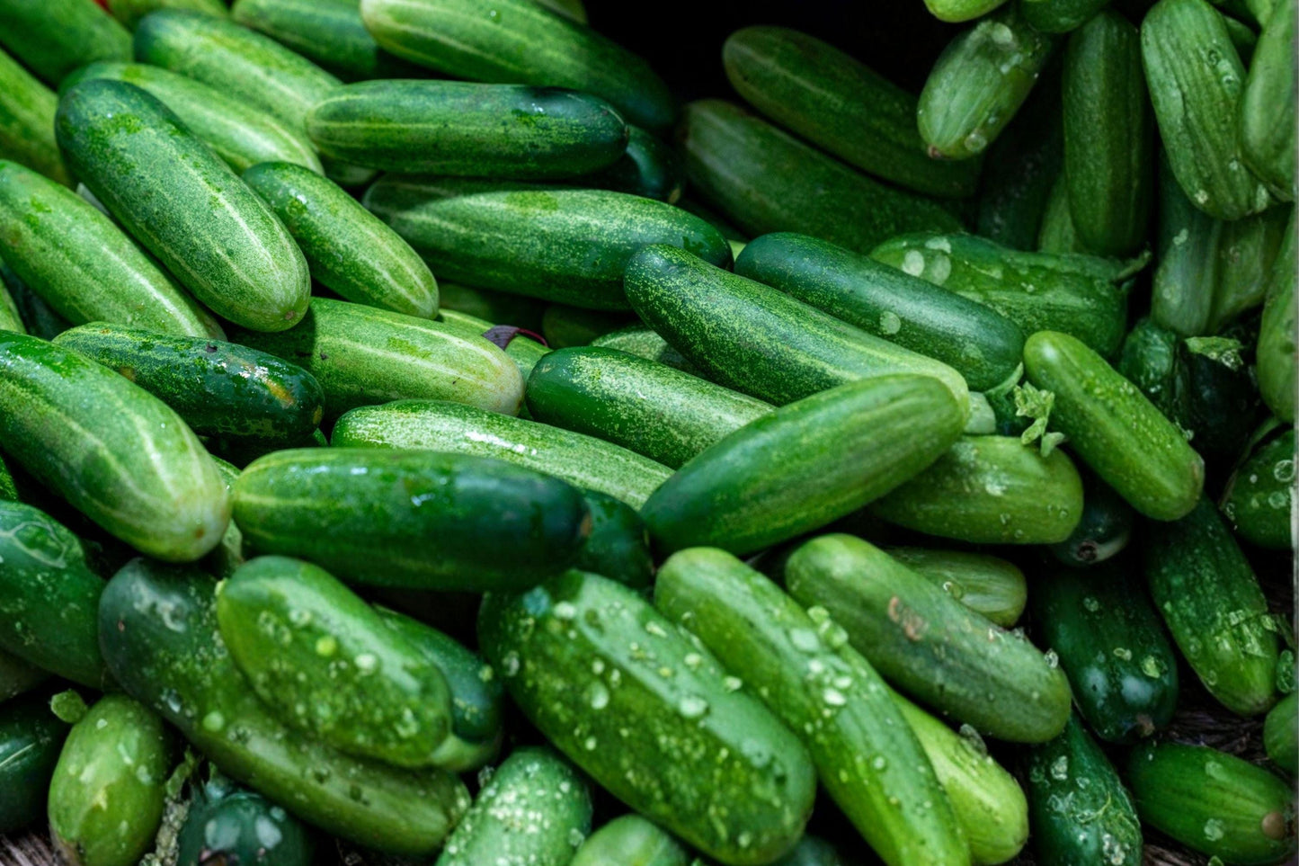 Ashley Long Cucumber Seeds - Heirloom Slicing Variety, High Yield, Disease Resistant, Garden Vegetable