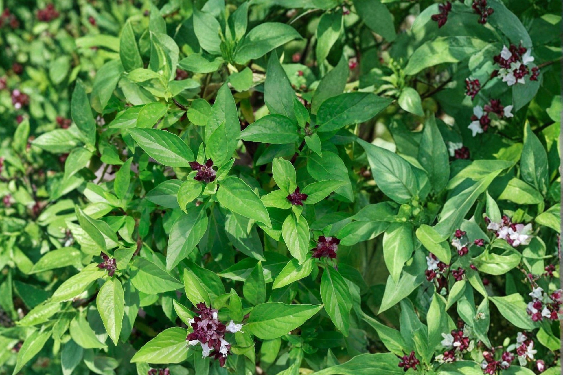 Cinnamon Basil Seeds - Heirloom Aromatic Herb for Culinary Use, Fragrant Foliage, Gourmet Cooking, 600+ Seeds