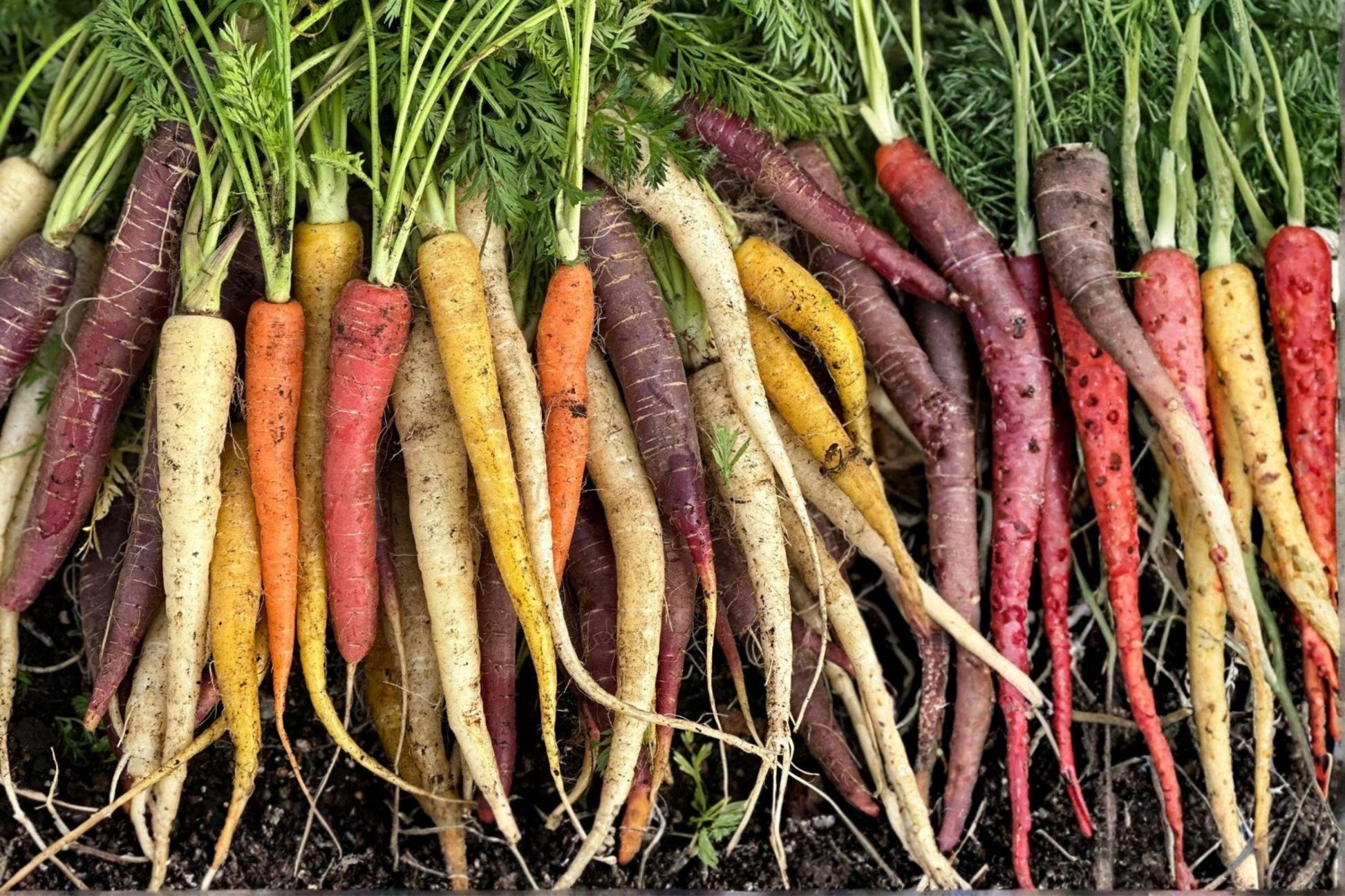 Rainbow Carrot Seeds - Heirloom Non-GMO Mix for Colorful, Sweet, Crisp Roots (200+ Seeds)