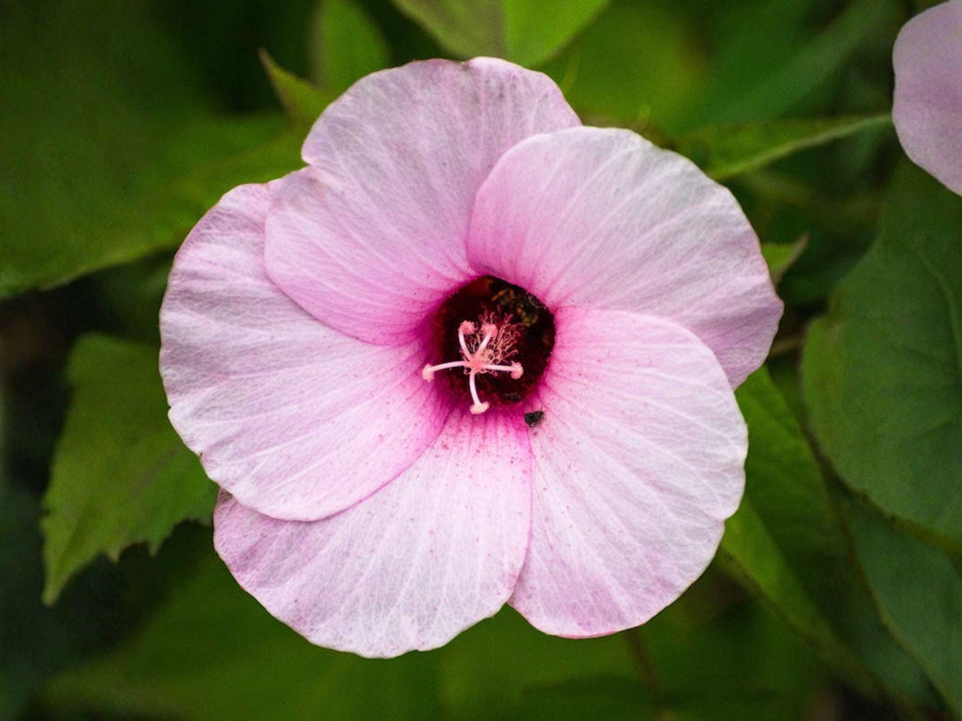 Heirloom Pink Rose Mallow Seeds | Hibiscus militaris | Hardy Garden Perennial for Pollinator Gardens