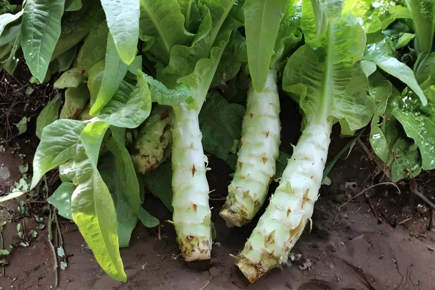 Celtuce Seeds 200 | Asparagus Lettuce (Lactuca sativa var. angustana) for Tender Leaves & Crisp Stems