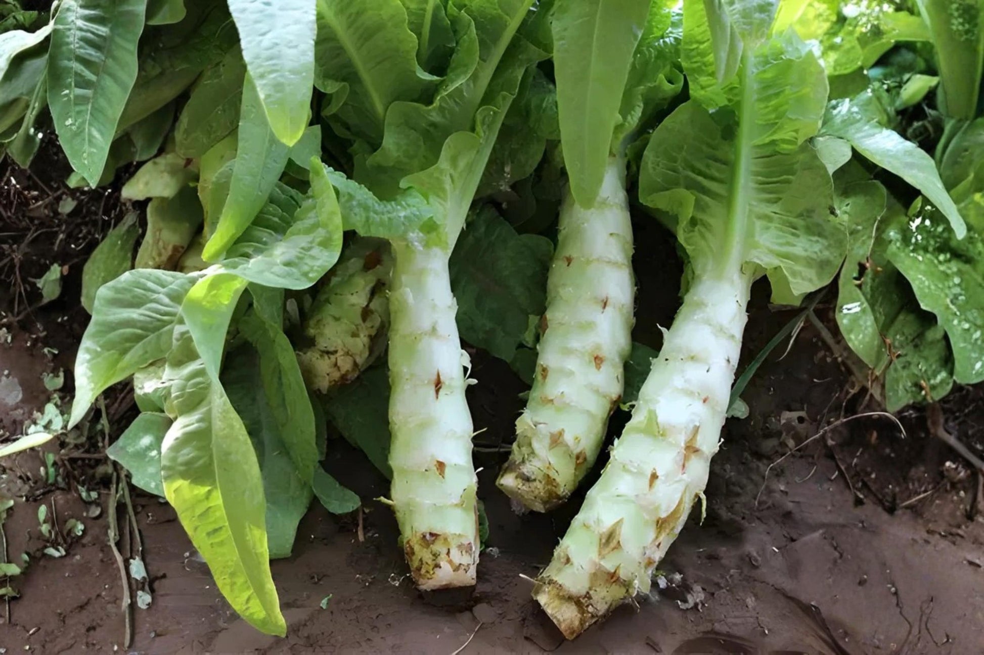 Celtuce Seeds 200 | Asparagus Lettuce (Lactuca sativa var. angustana) for Tender Leaves & Crisp Stems