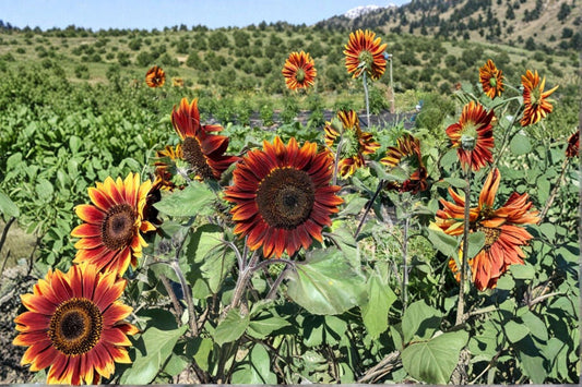 Chocolate Cherry Sunflower Seeds - Organic Non-GMO Heirloom Pollinator Friendly Deep Red Blooms