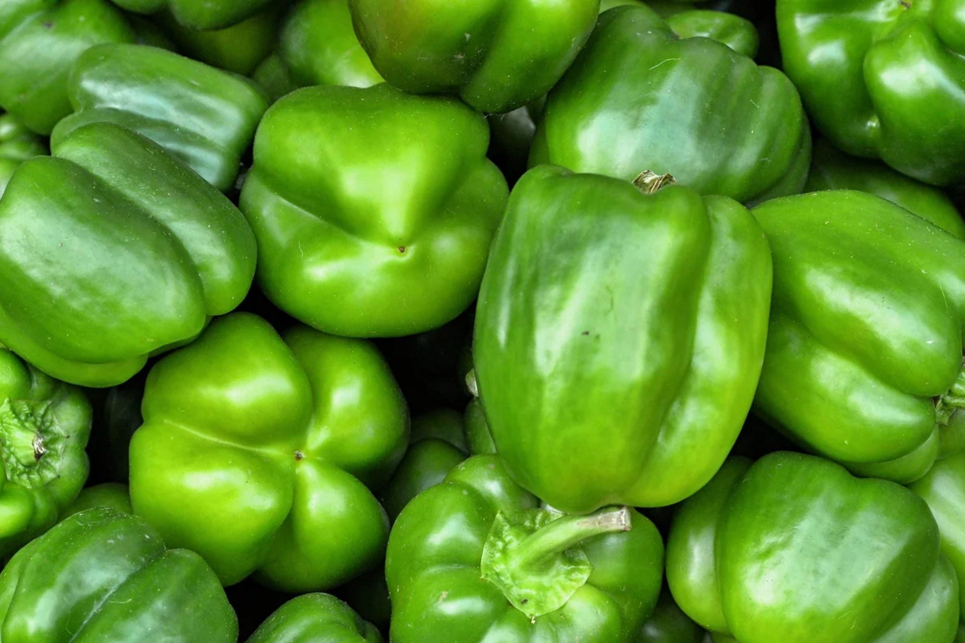 Giant Keystone Resistant Pepper Seeds - Heirloom Sweet Bell, Large Fruits, High Yield, Disease Resistant, Capsicum annuum