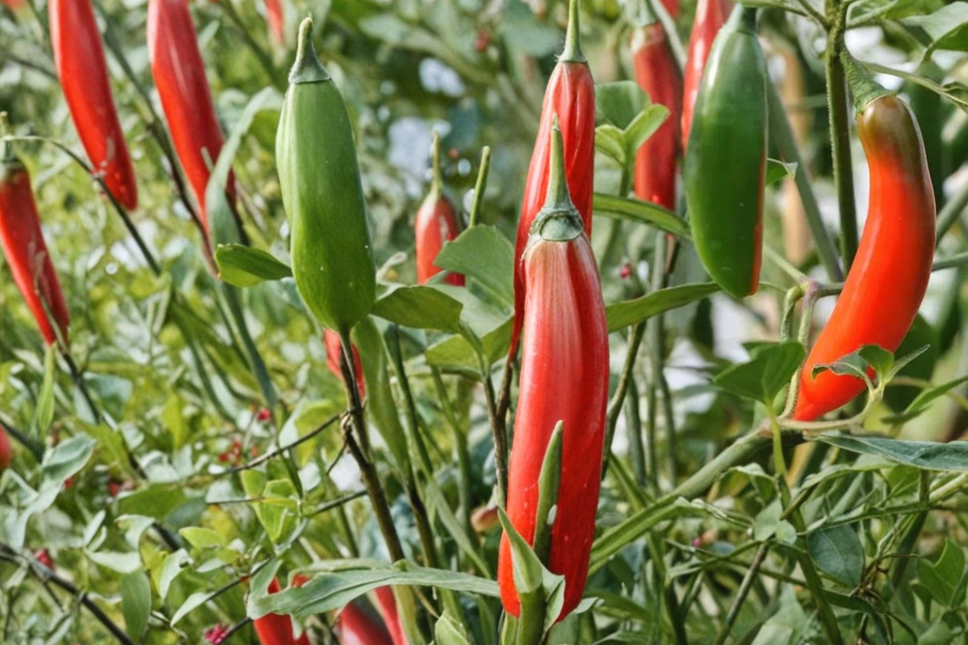Serrano Pepper Seeds – Capsicum annuum – Spicy Hot Chili for Salsa & Cooking, Green to Red Fruits, Vegetable Garden Seed