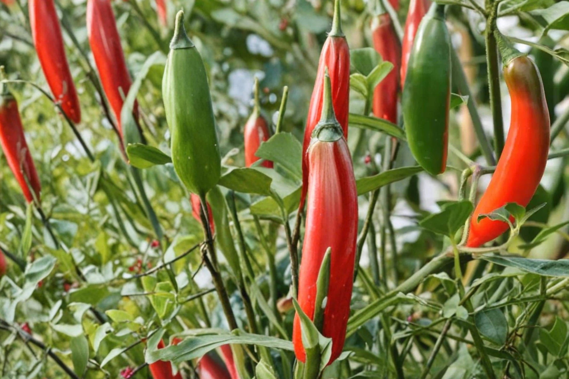 Serrano Pepper Seeds – Capsicum annuum – Spicy Hot Chili for Salsa & Cooking, Green to Red Fruit, Vegetable Garden Seed