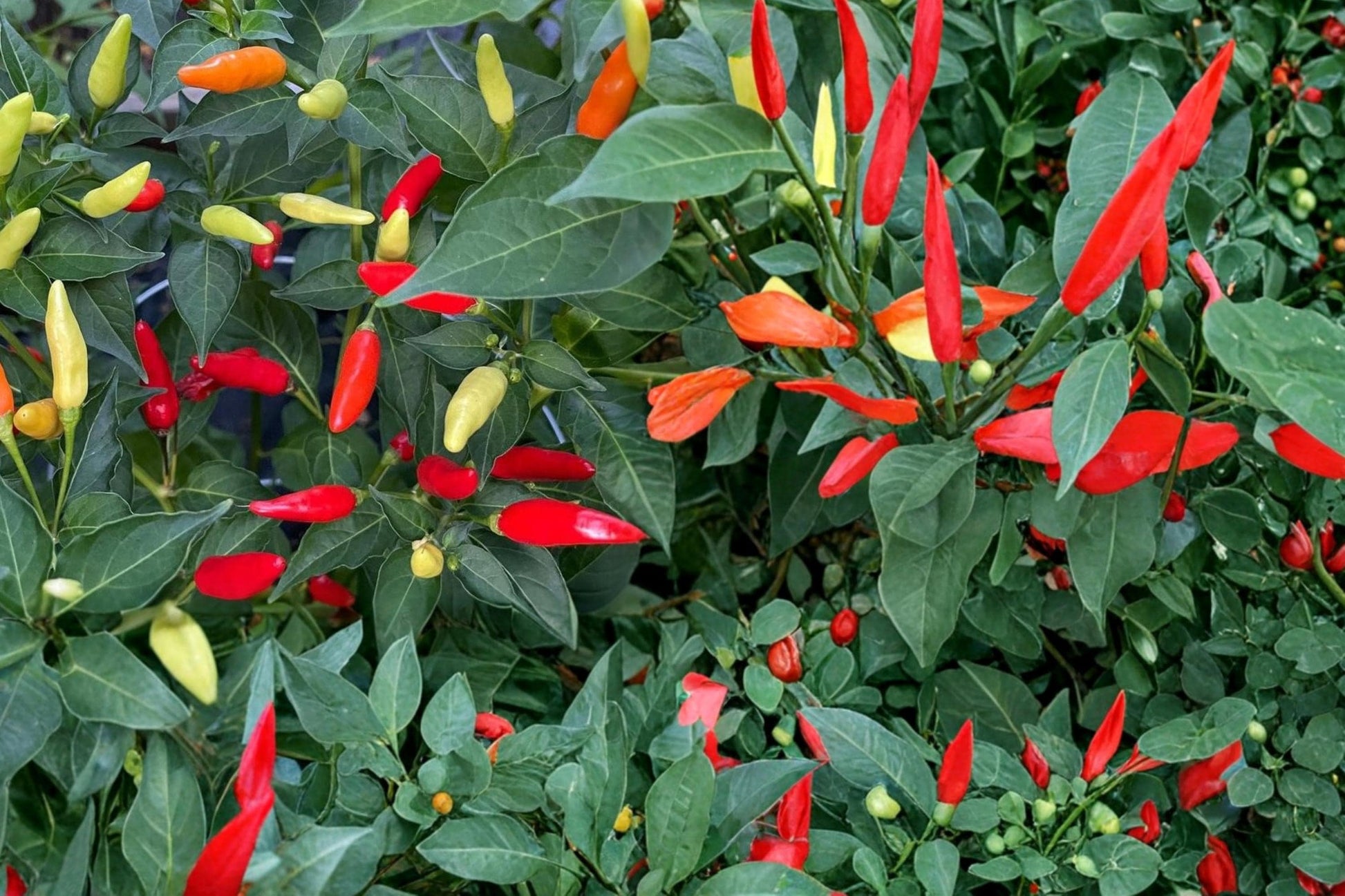 Tabasco Pepper Seeds – Capsicum frutescens – Hot Chili Pepper for Sauces & Cooking, Spicy Vegetable Seed