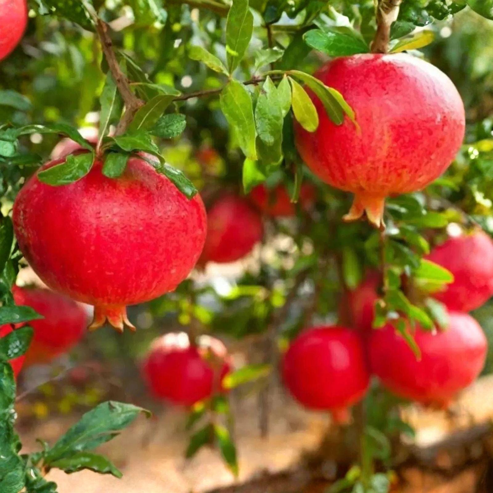 Eversweet Pomegranate Cuttings – Seedless Variety, 3 Live Unrooted Propagation Plants, Punica granatum