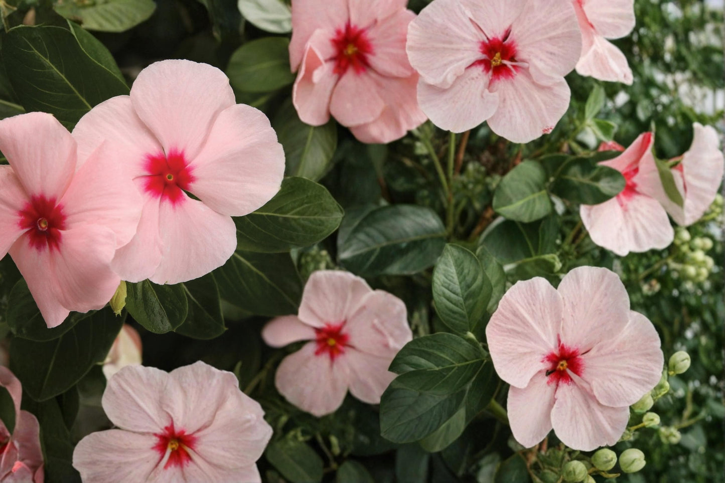 Apricot Vinca Seeds – Catharanthus roseus, Compact Annual Flower, Heat Tolerant Bedding Plant, Full Sun Garden & Container Plant