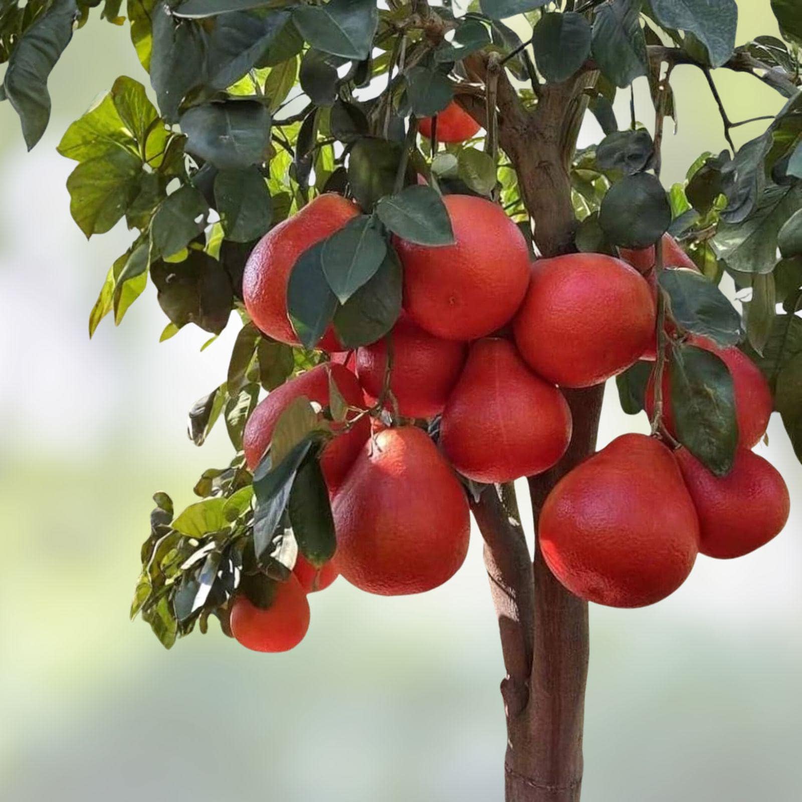Red Pomelo Citrus Cuttings – Unrooted Live Chinese Grapefruit Propagation Material for Grafting and Home Garden