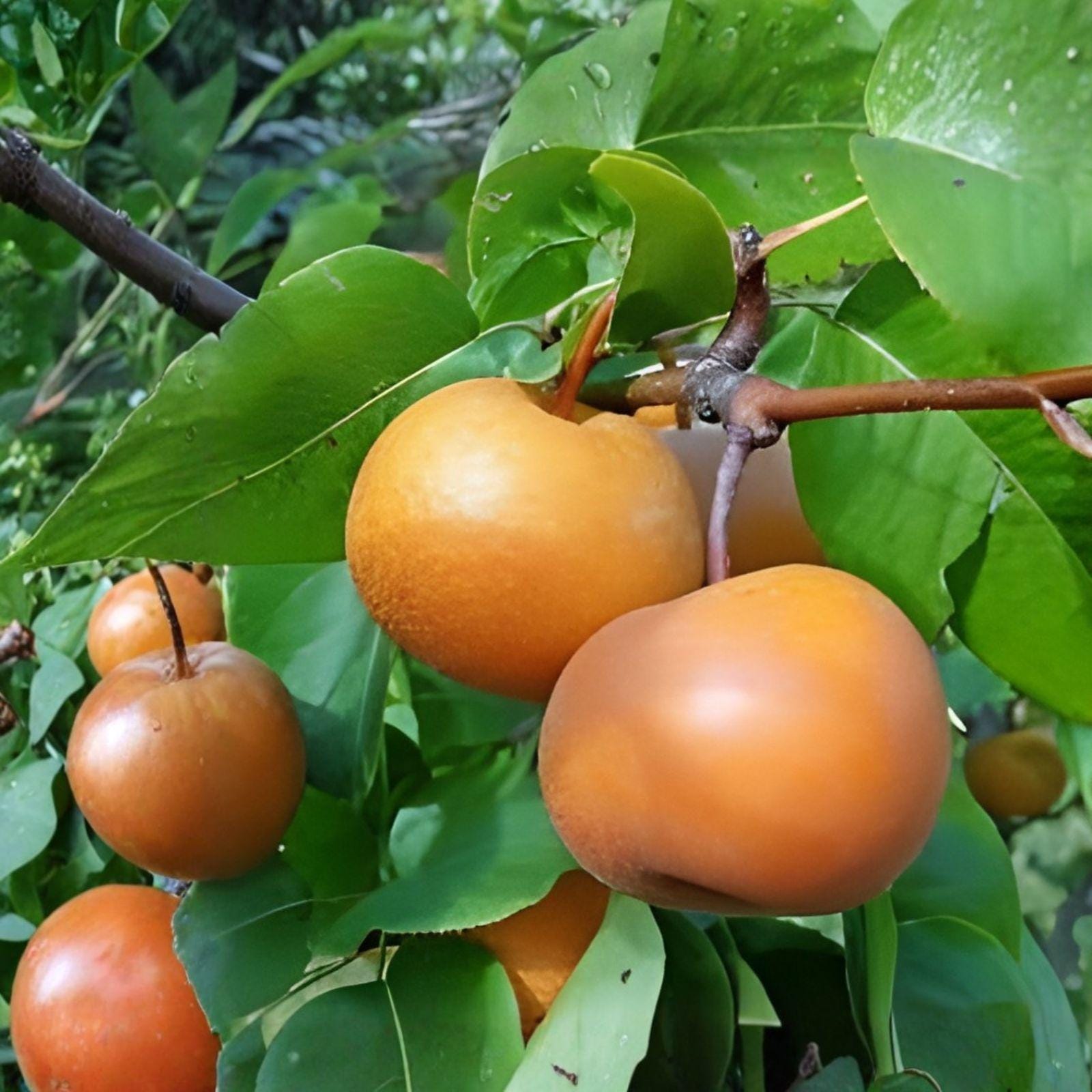 Japanese Nashi Pear Cutting – Live Asian Fruit Tree for Home Growing, Pyrus pyrifolia, Deciduous, Fresh Grafting Material