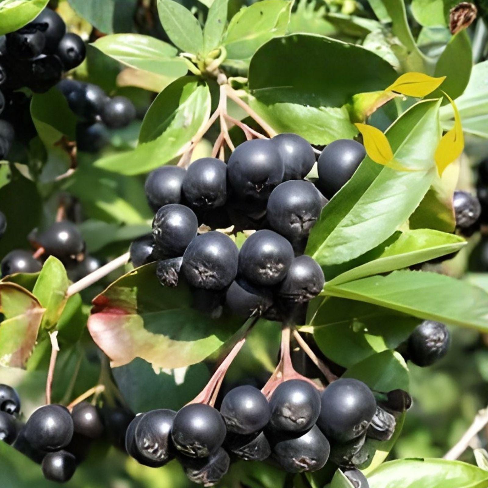 Black Chokeberry Cuttings – Aronia melanocarpa Fruit Shrub, 12 Live Unrooted Propagation Cuttings