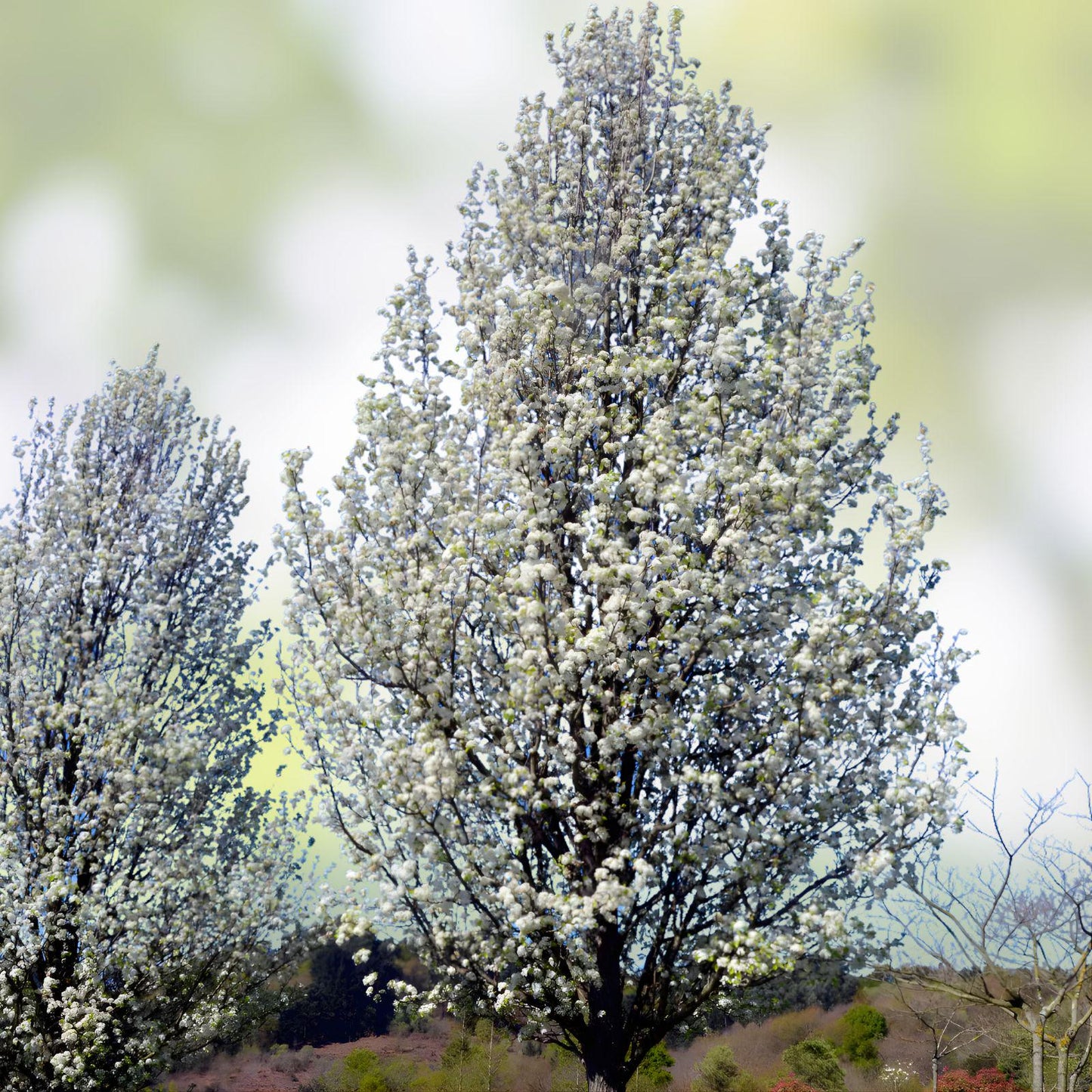 Bradford Pear Tree Seedlings – Bare Root Ornamental Tree with White Spring Blooms – Pyrus calleryana, Fast-Growing Landscape Tree
