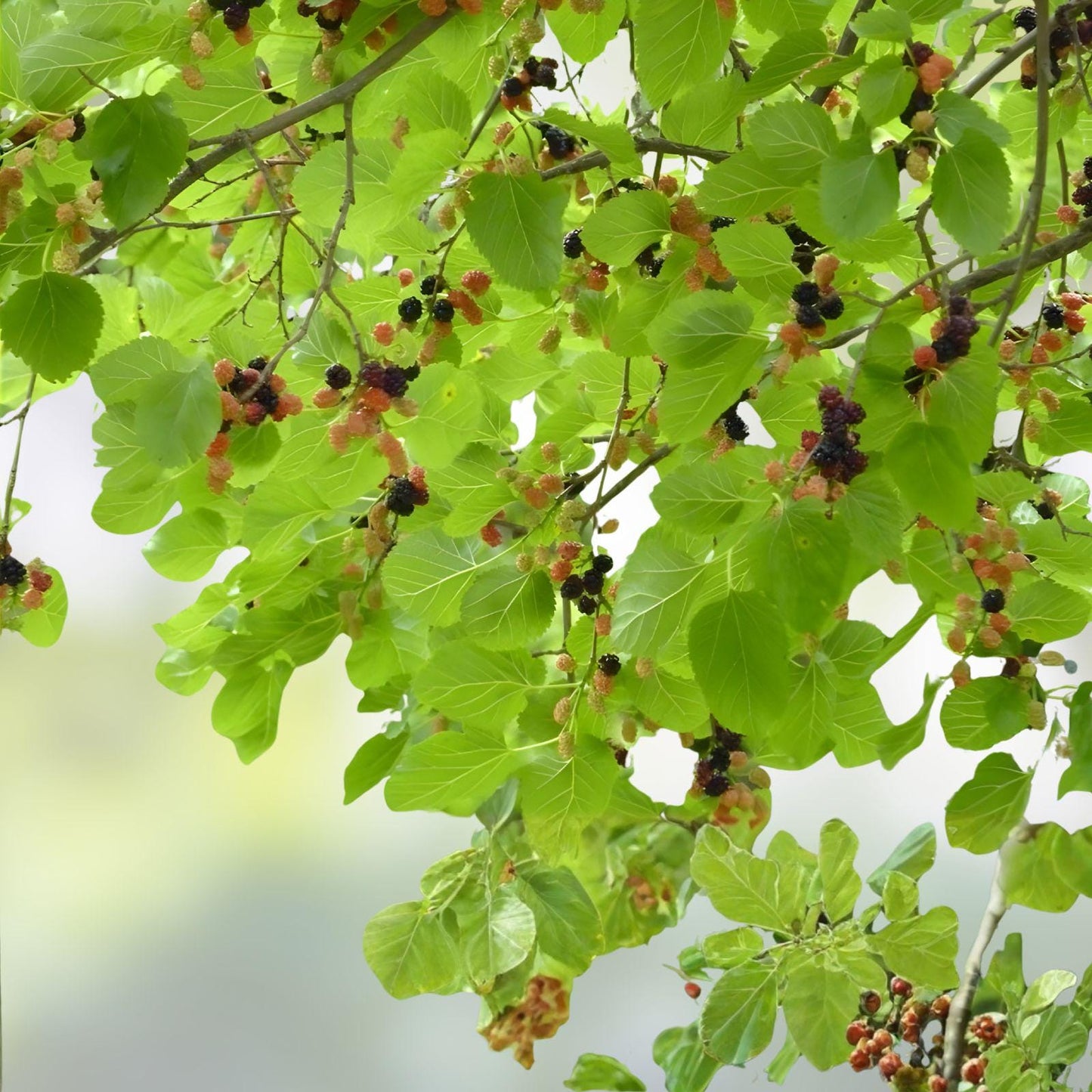 Red Mulberry Tree Cuttings – Unrooted 6-8 Inch Morus rubra Hardy Fruit Tree for Home Orchard & Wildlife Gardens