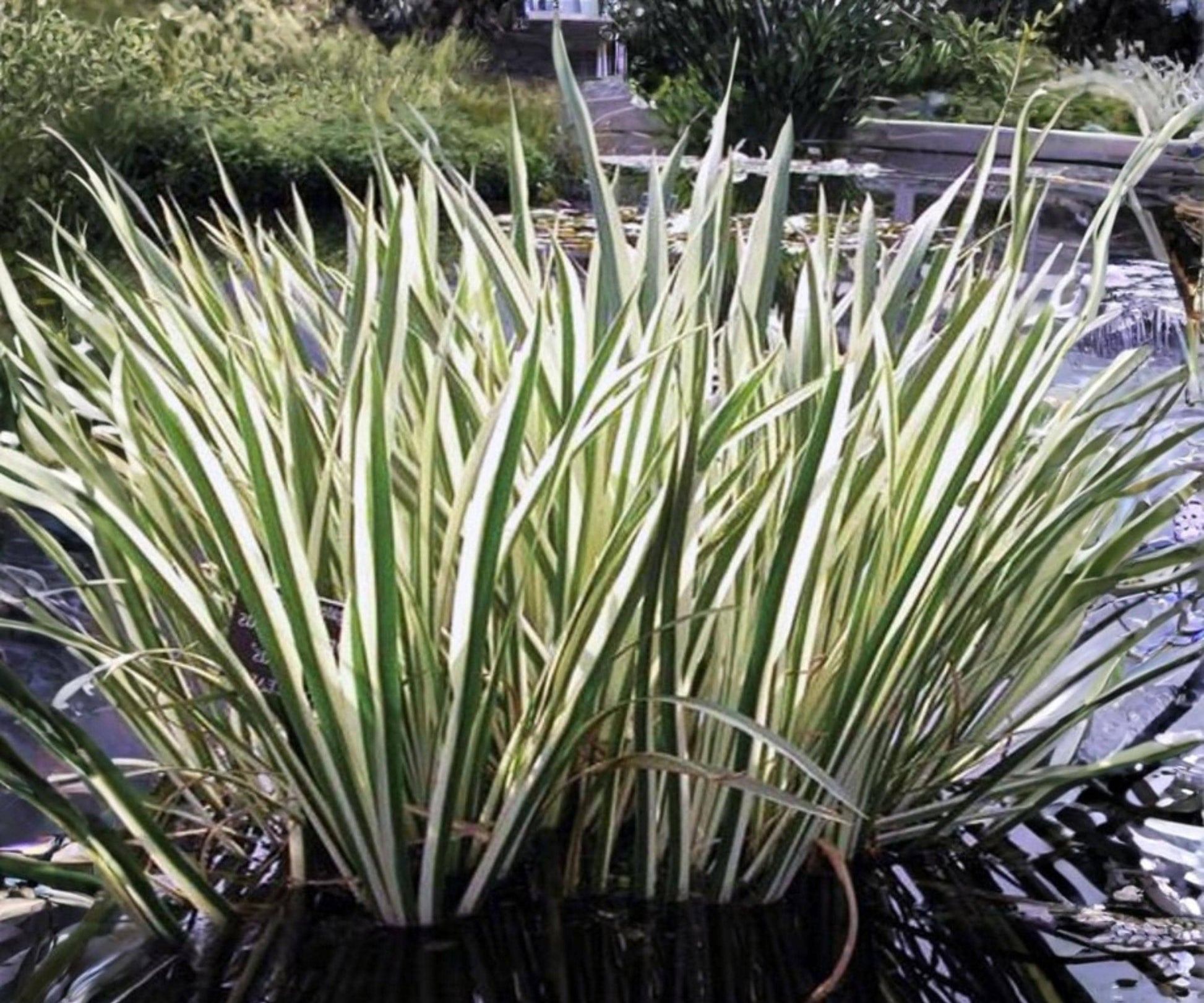 Variegated Sweet Flag Live Pond Plant – Acorus calamus ‘Variegatus’ – Hardy Aquatic Marginal with Green White Foliage