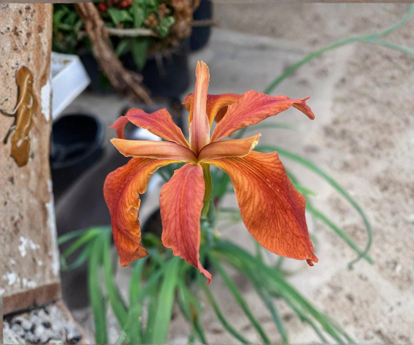 Red Iris Fulva Live Pond Plant – Hardy Aquatic Marginal Bog Flowering in Spring – Native Iris for Water Gardens and Wetlands