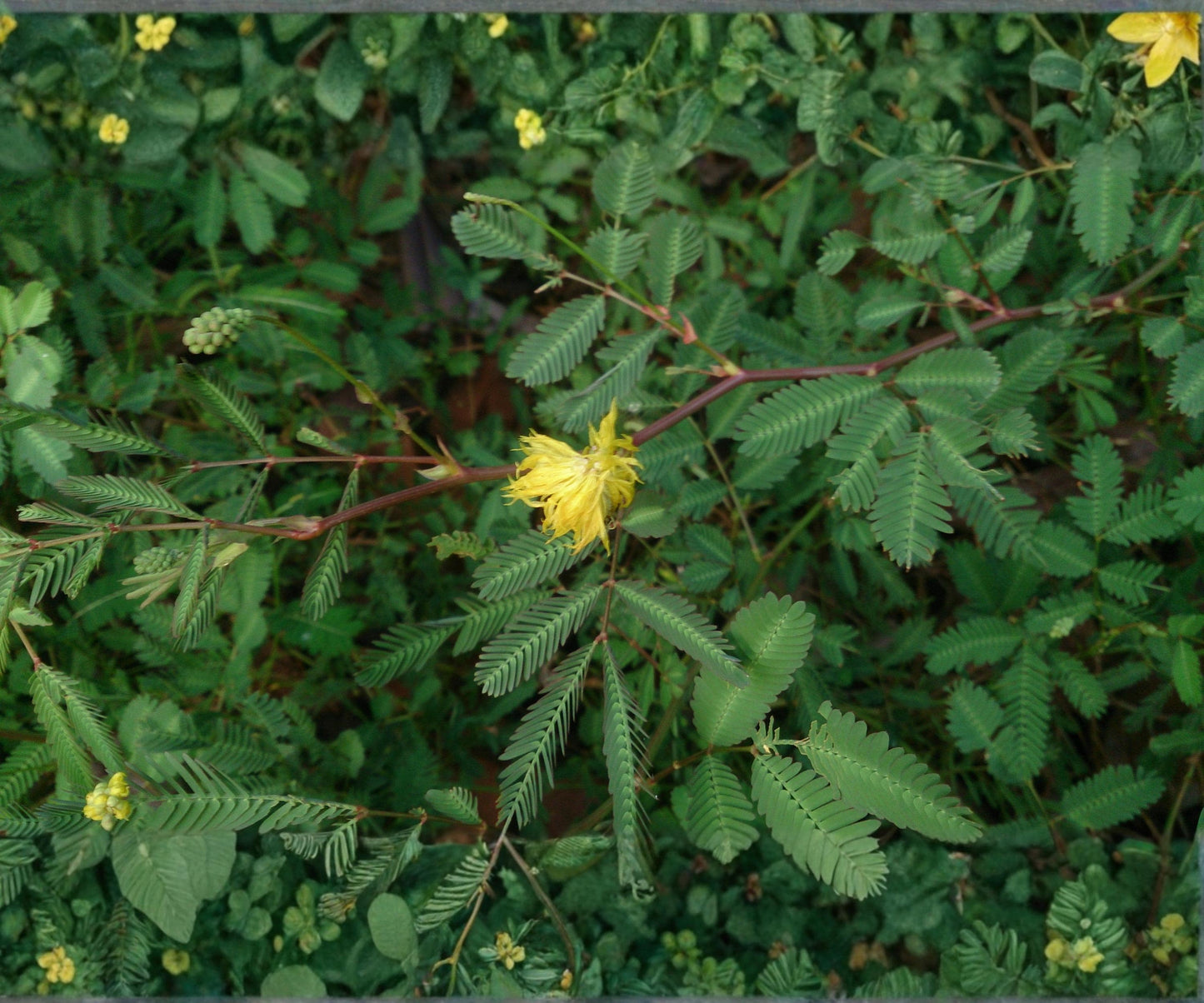 Water Mimosa Live Plant – Floating Tropical Aquatic Pond Plant with Yellow Flowers – Neptunia oleracea