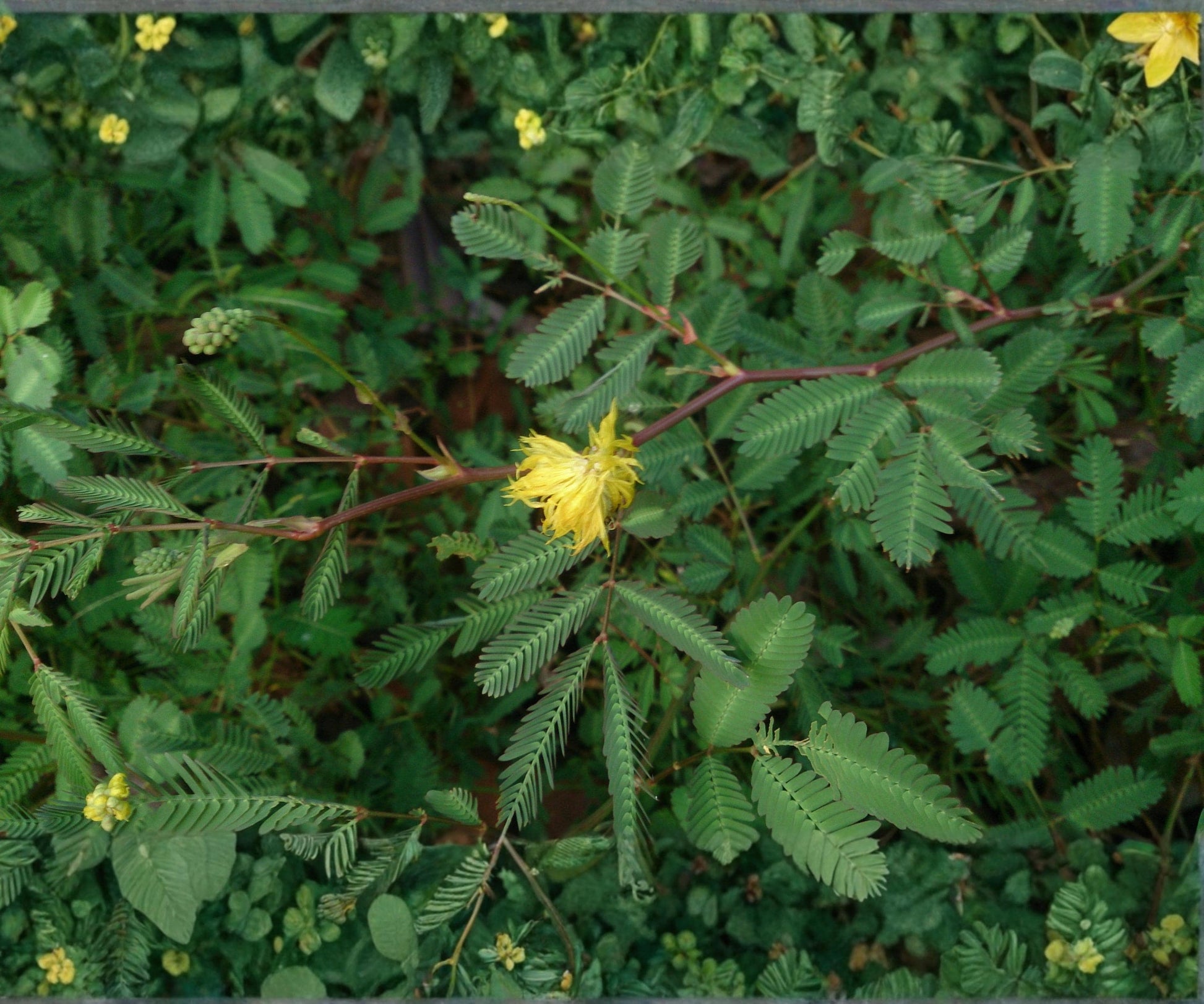 Water Mimosa Live Plant – Floating Tropical Aquatic Pond Plant with Yellow Flowers – Neptunia oleracea