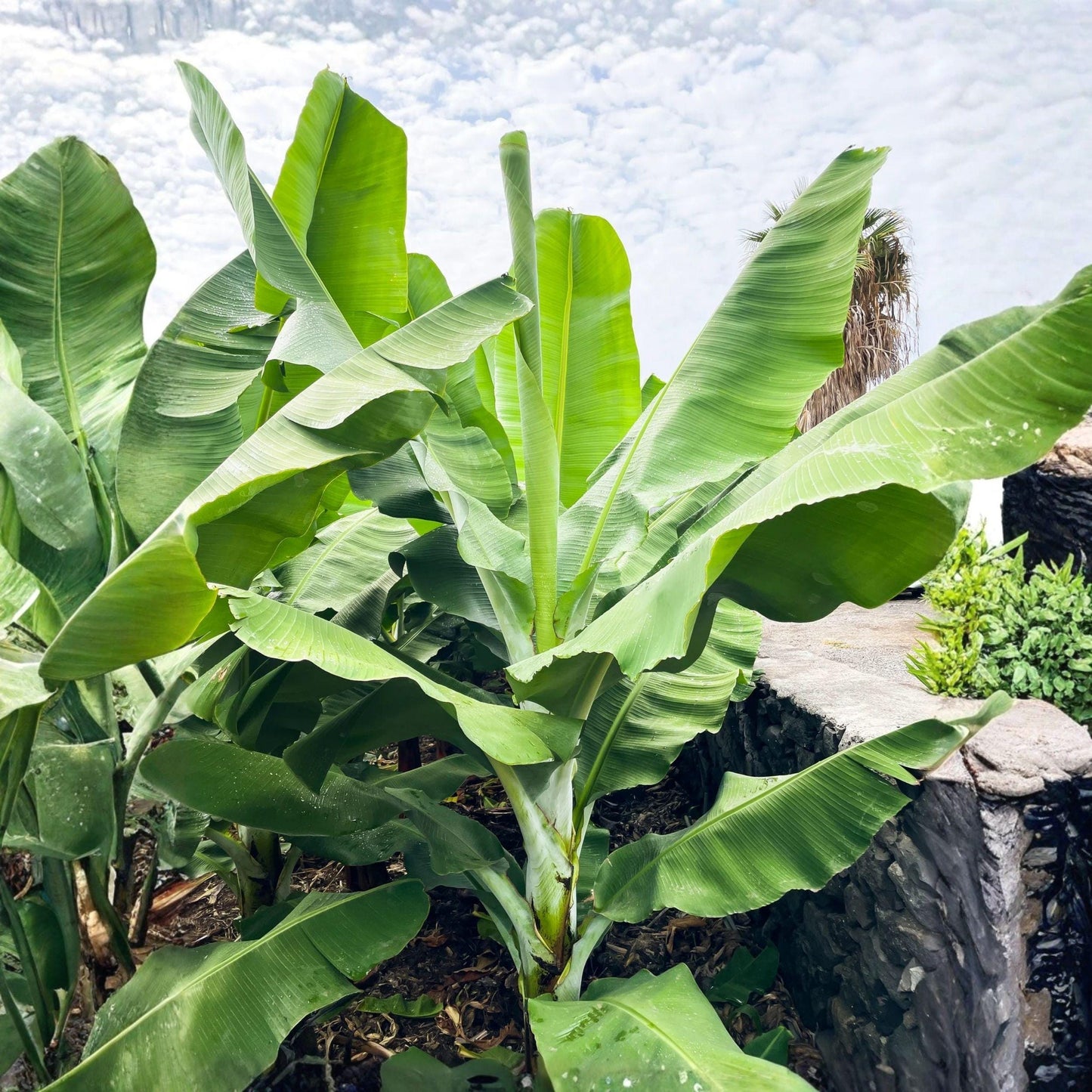 Grand Nain Banana Starter Plant – 4-10 Inch Musa acuminata for Garden or Container Cultivation