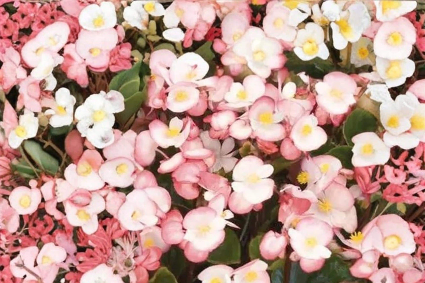 Rum Begonia Seeds – Begonia semperflorens, White Flowers with Red Edge, Fibrous-Rooted Annual for Garden Beds & Containers