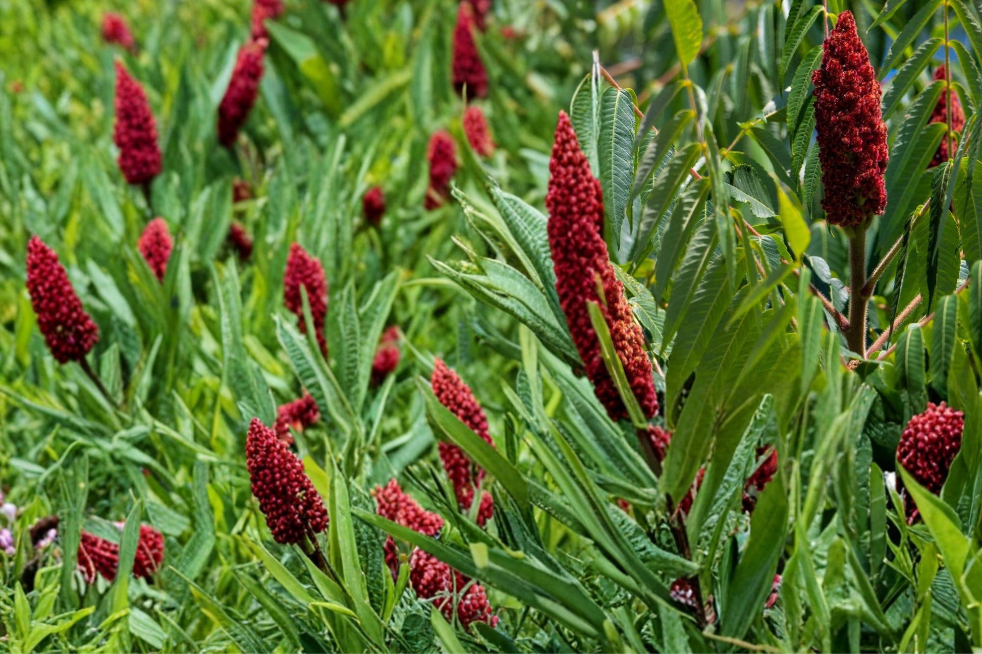 Smooth Sumac Seeds – Rhus glabra Native Shrub for Landscaping, Restoration & Wildlife Gardens