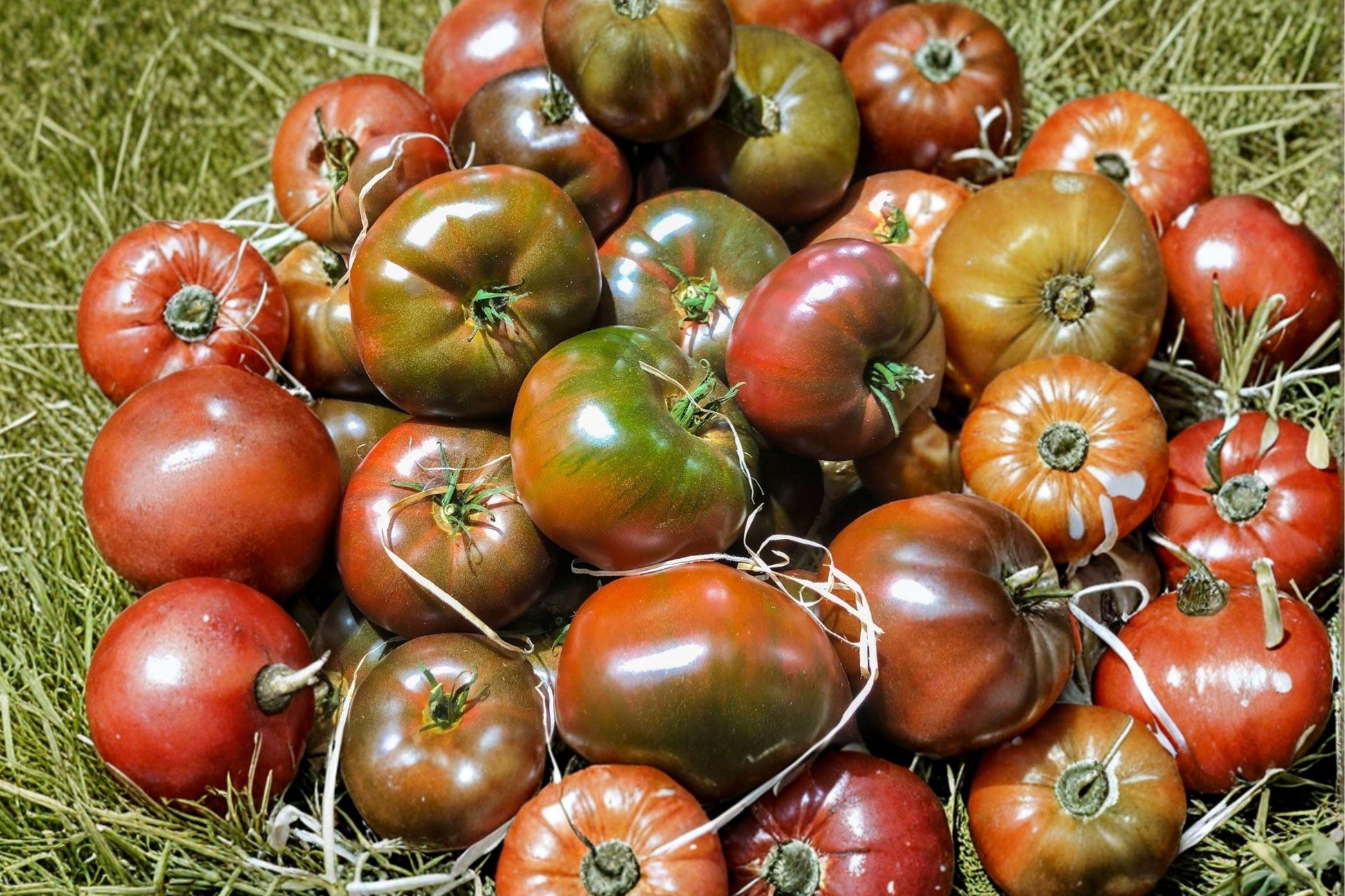 Black From Tula Tomato Seeds - Heirloom Beefsteak, Non-GMO, Dark Purple Skin, Juicy Fruits, Gourmet Garden Plant