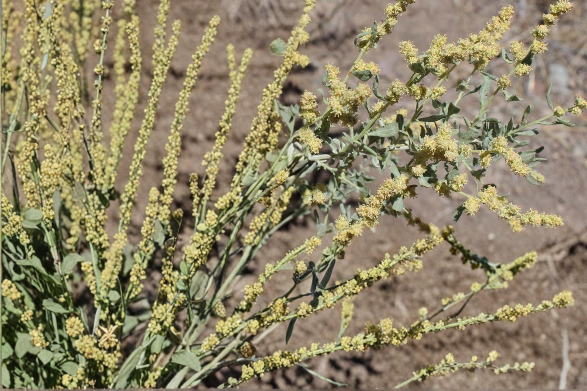 Shadscale Saltbush Seeds – Atriplex confertifolia – Drought Tolerant Desert Shrub for Arid Landscapes
