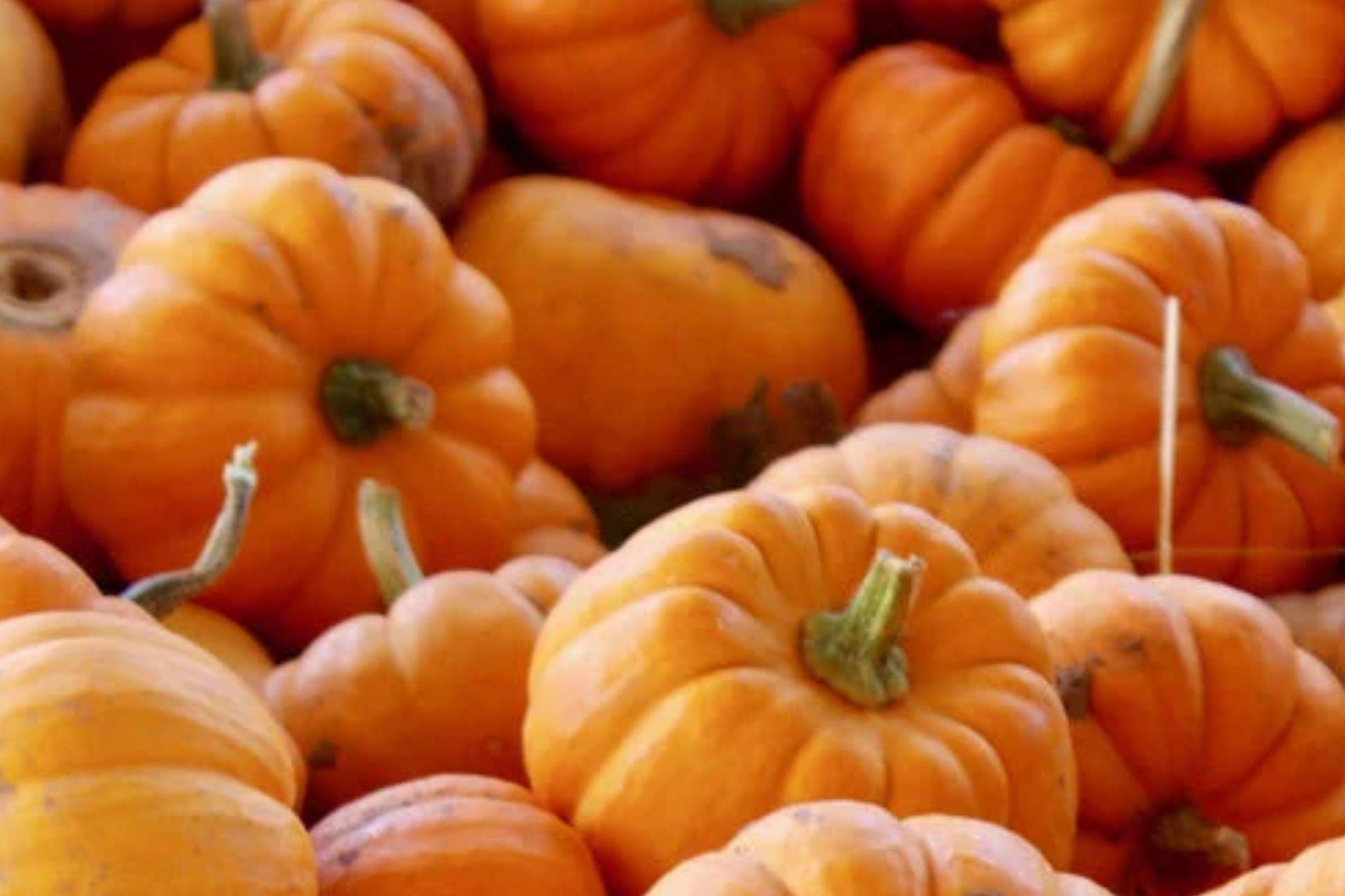 Jack Be Little Pumpkin Seeds - Organic Heirloom Mini Pumpkins for Fall Garden, Non-GMO, Bright Orange, Decorative & Edible